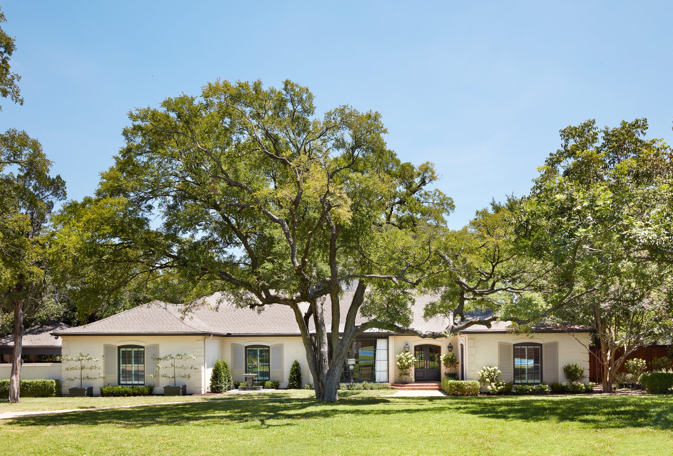 Magnoliass image
