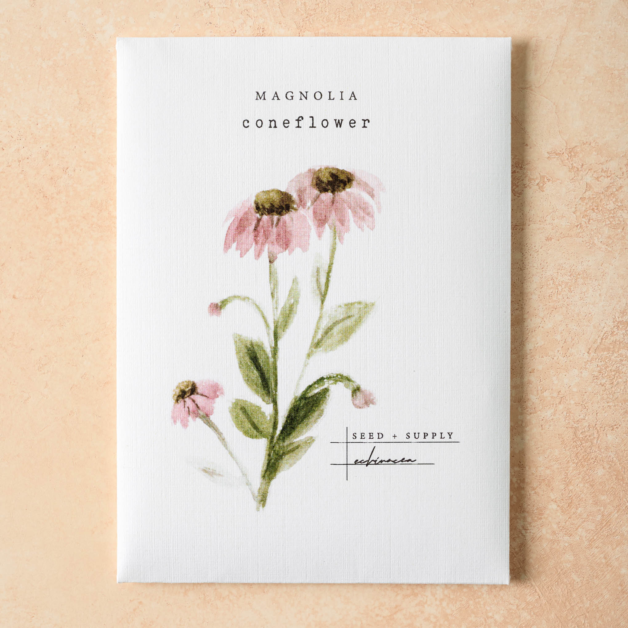 Watercolor Magnoliass Seeds coneflower