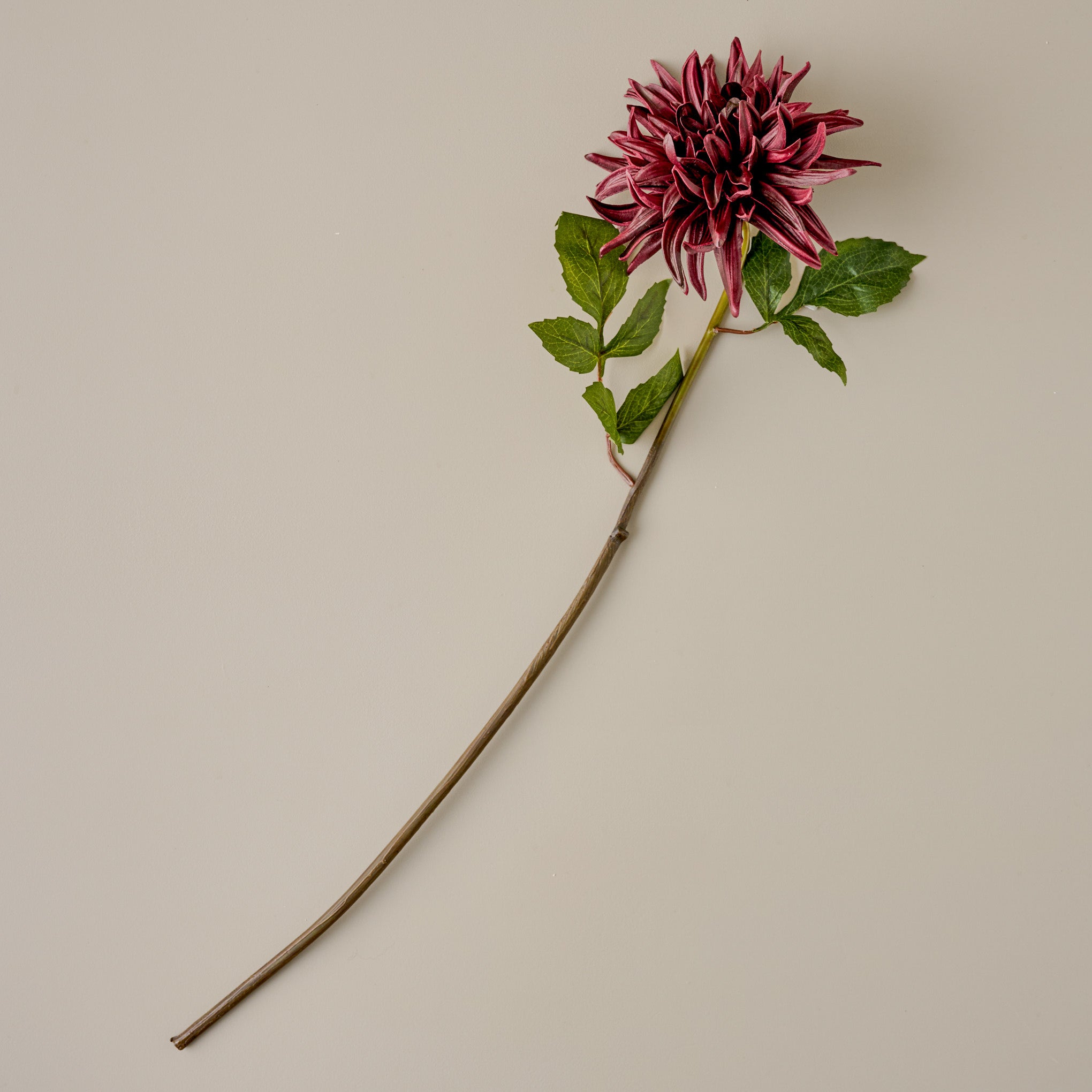 burgundy Autumnal Dahlia 