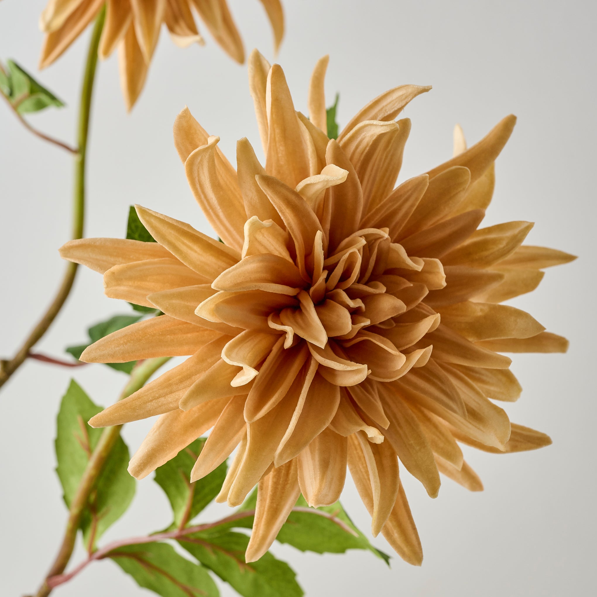 Cream Autumnal Dahlia up close