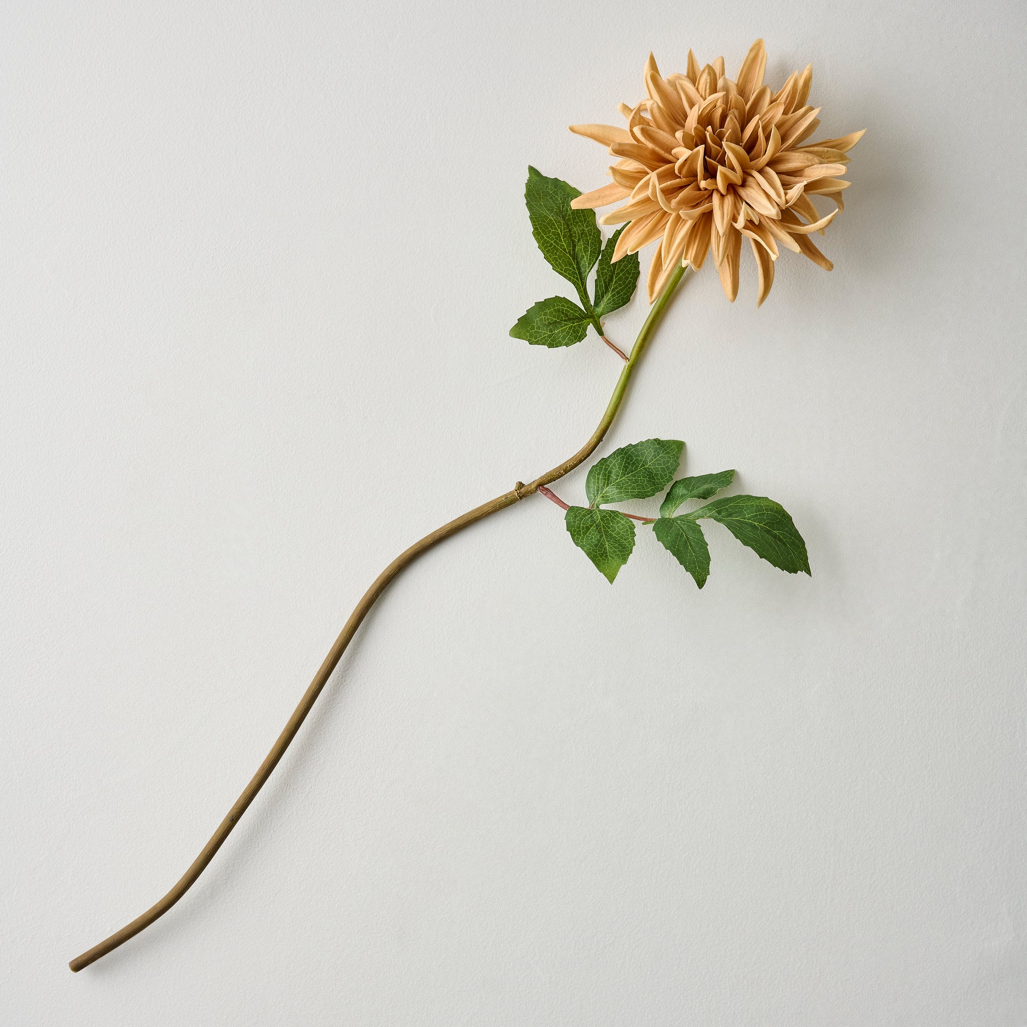 Cream Autumnal Dahlia