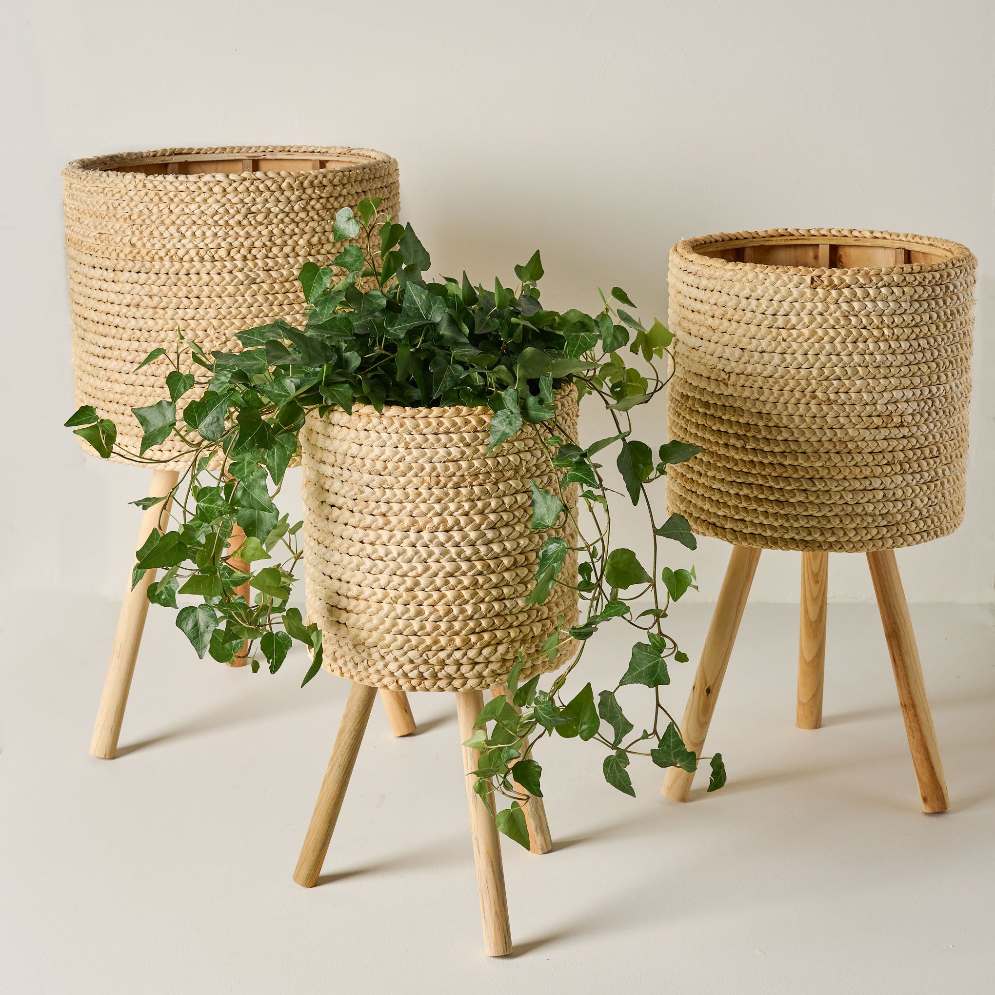 Bleached Woven Plant Stands in all three sizes with a plant