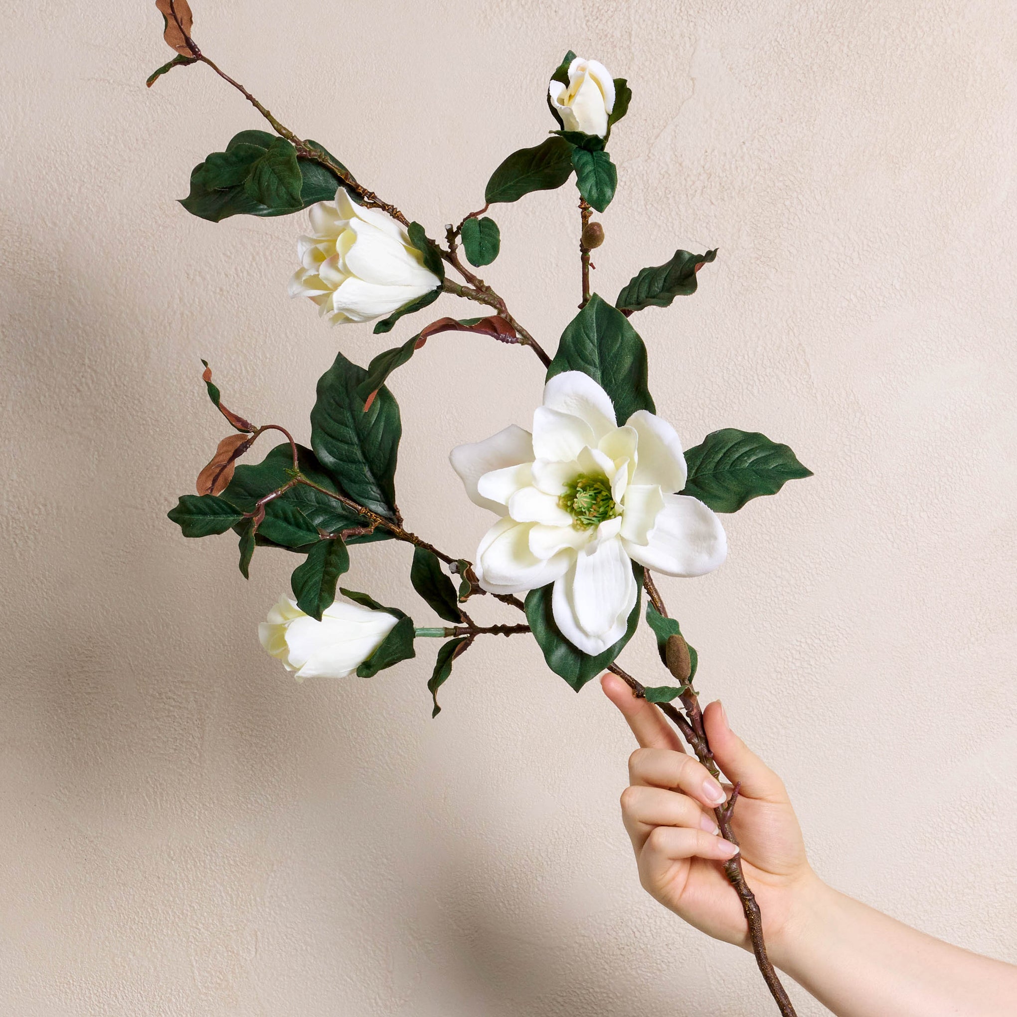 a hand holding Magnoliass Spray