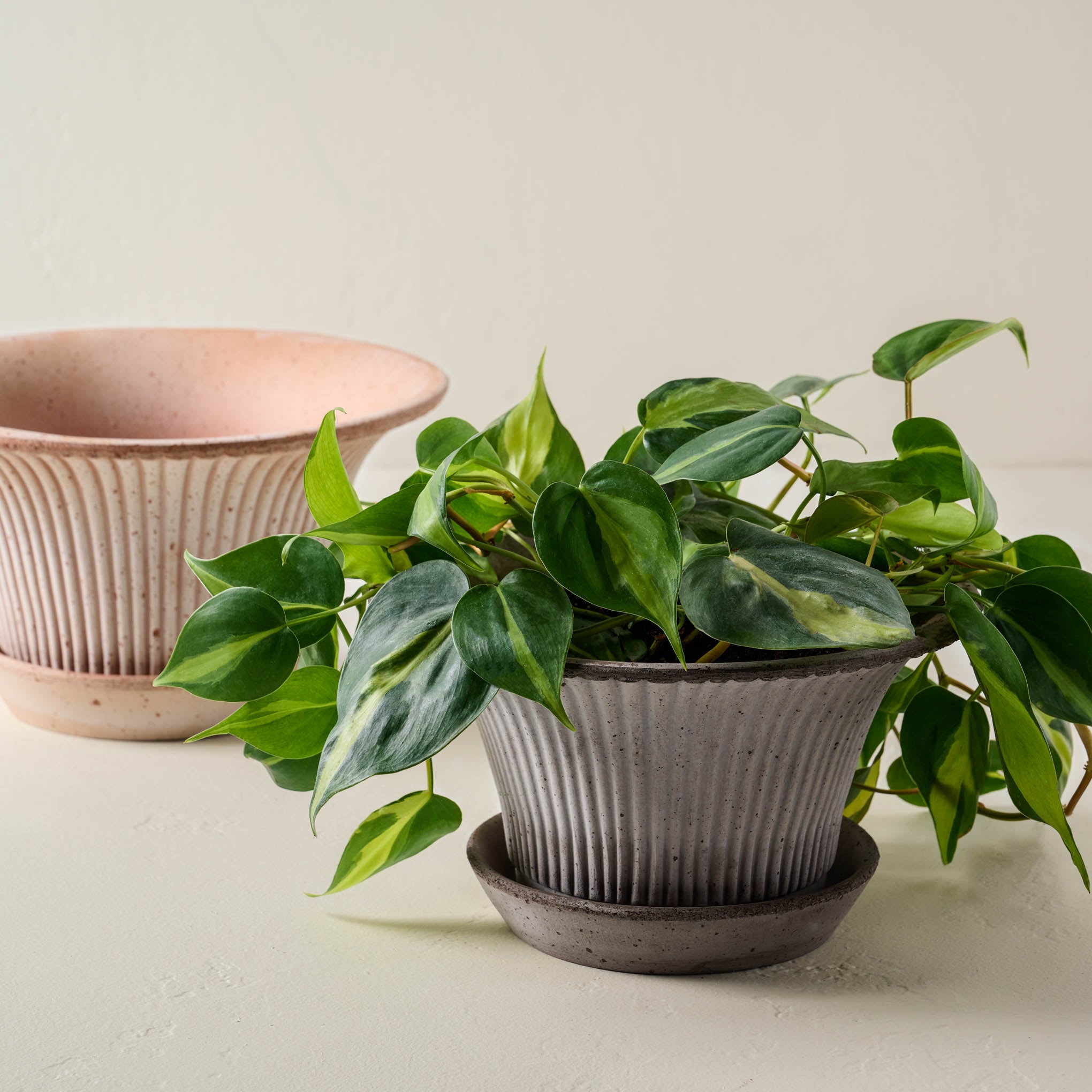 Fanny Bergs Pot with a plant inside