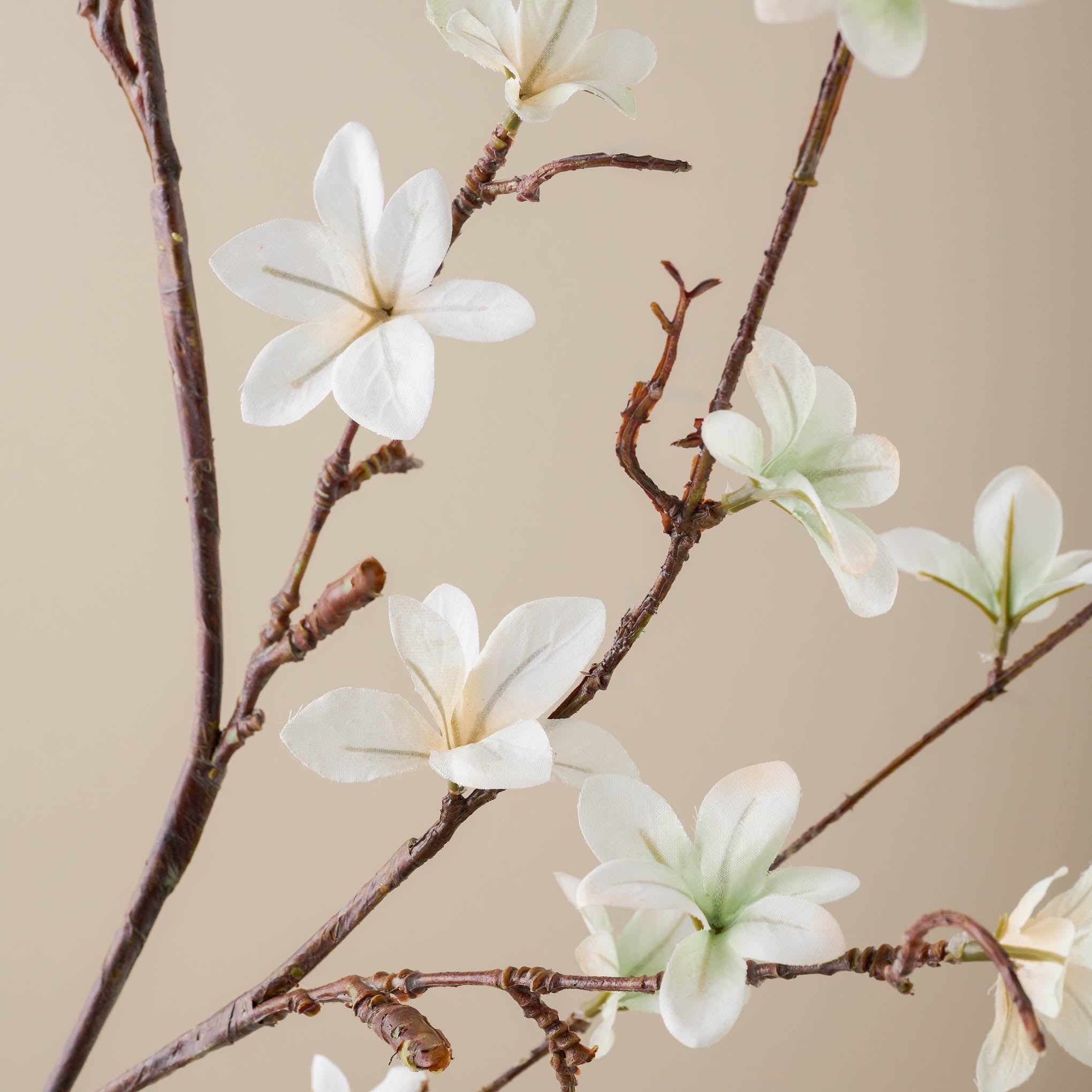 White Magnoliass Bloom Spray close up