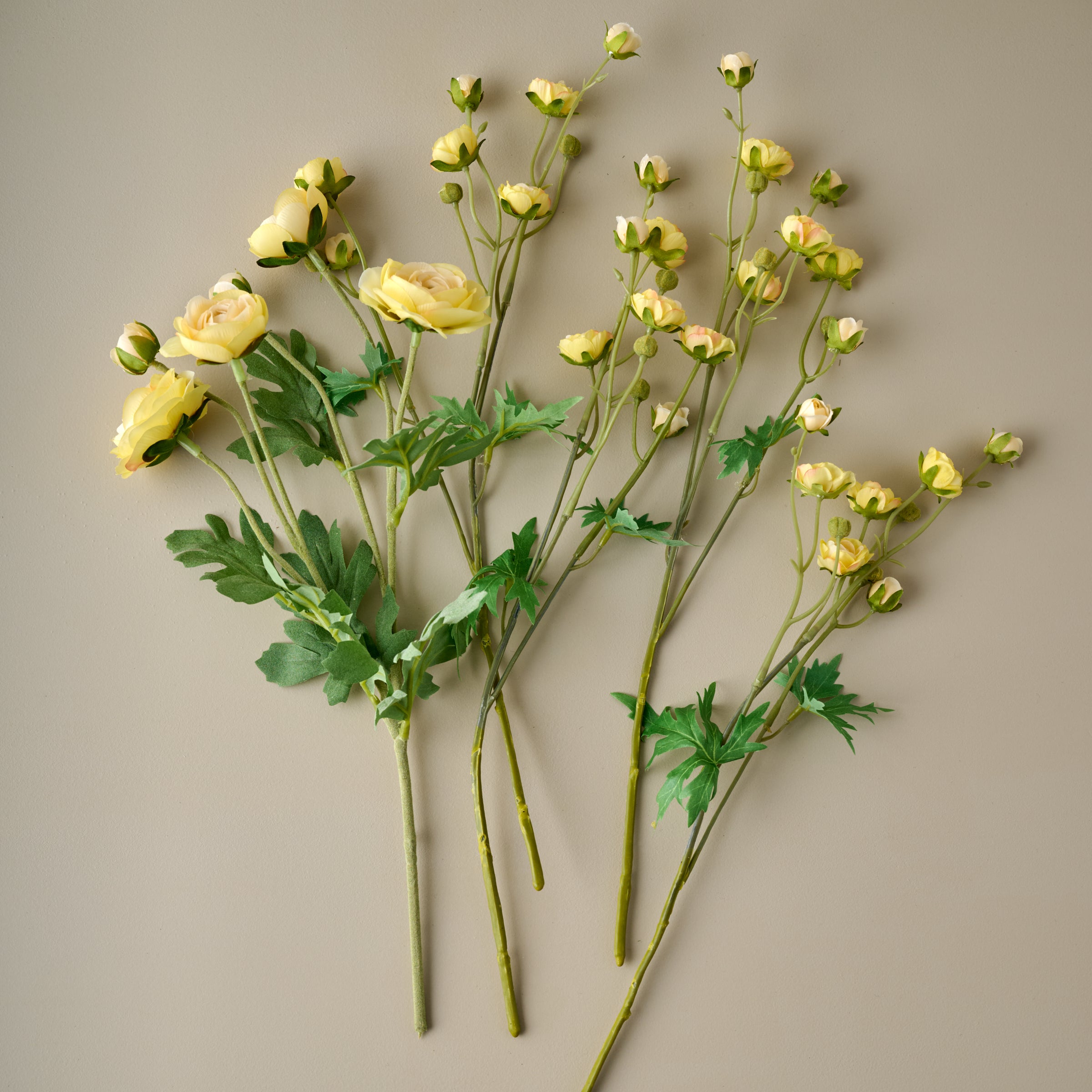  Ranunculus Bloom Bundle (Yellow) spread out