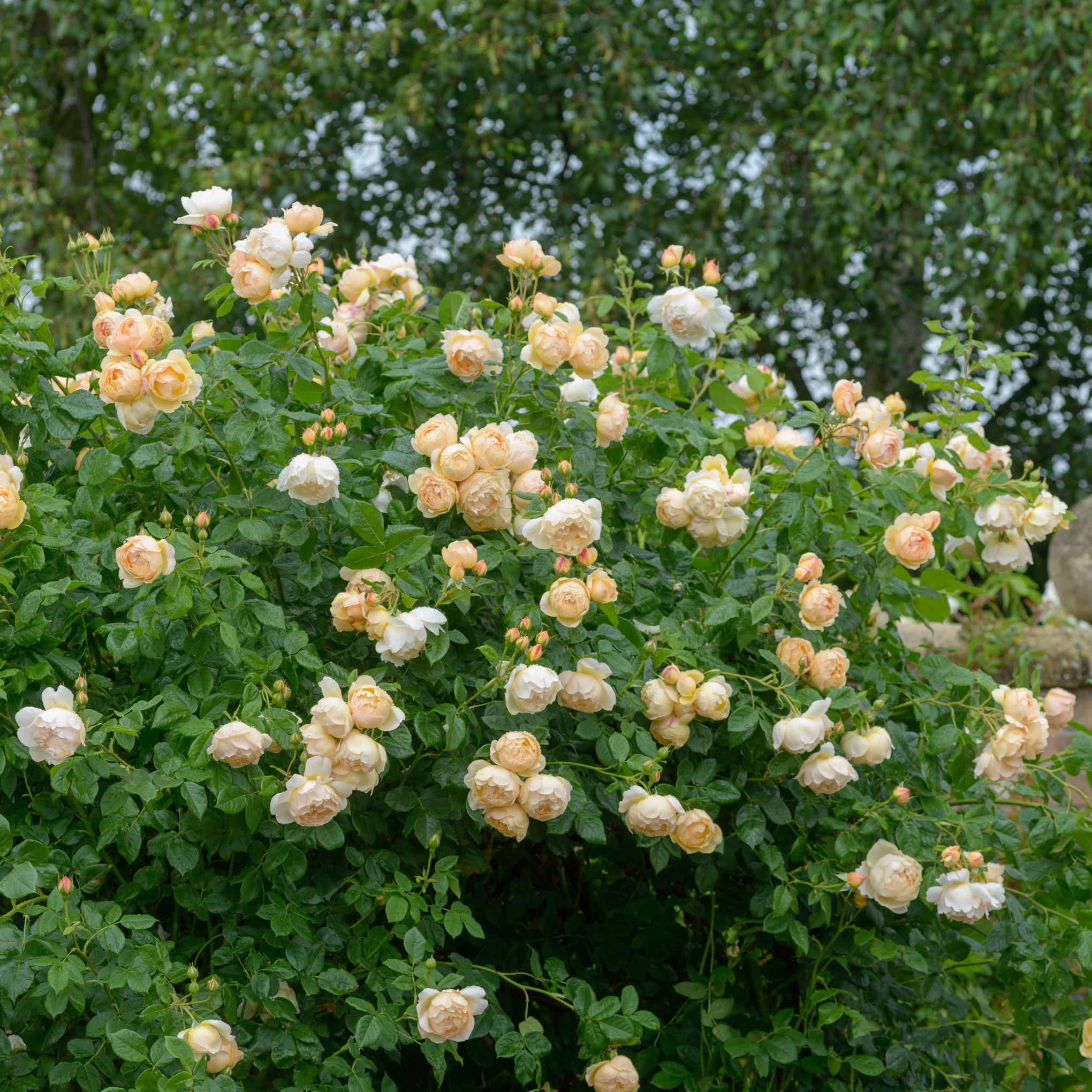 Wollerton Old Hall Rose Bush