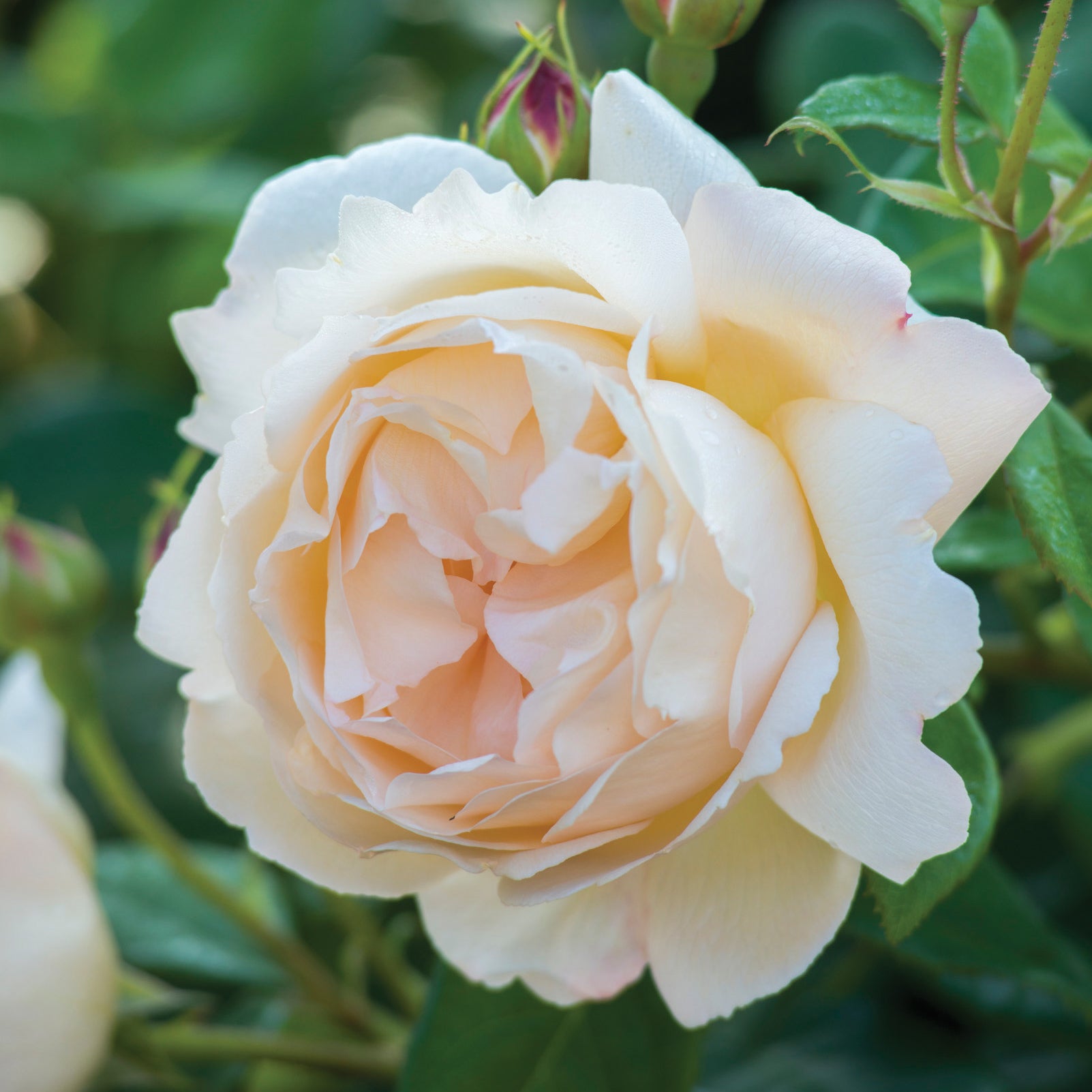 Wollerton Old Hall Rose Bush