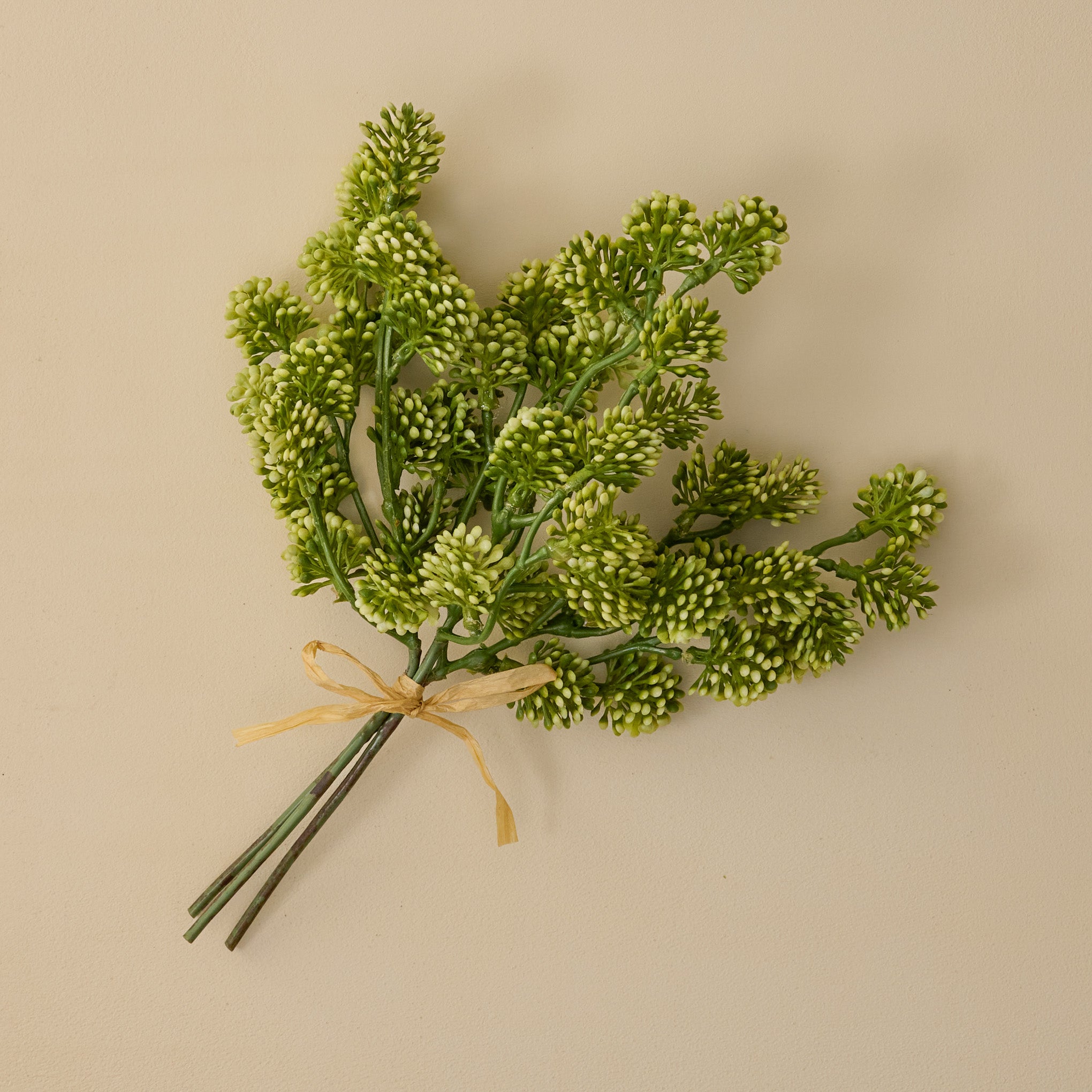 Sedum Bundle
