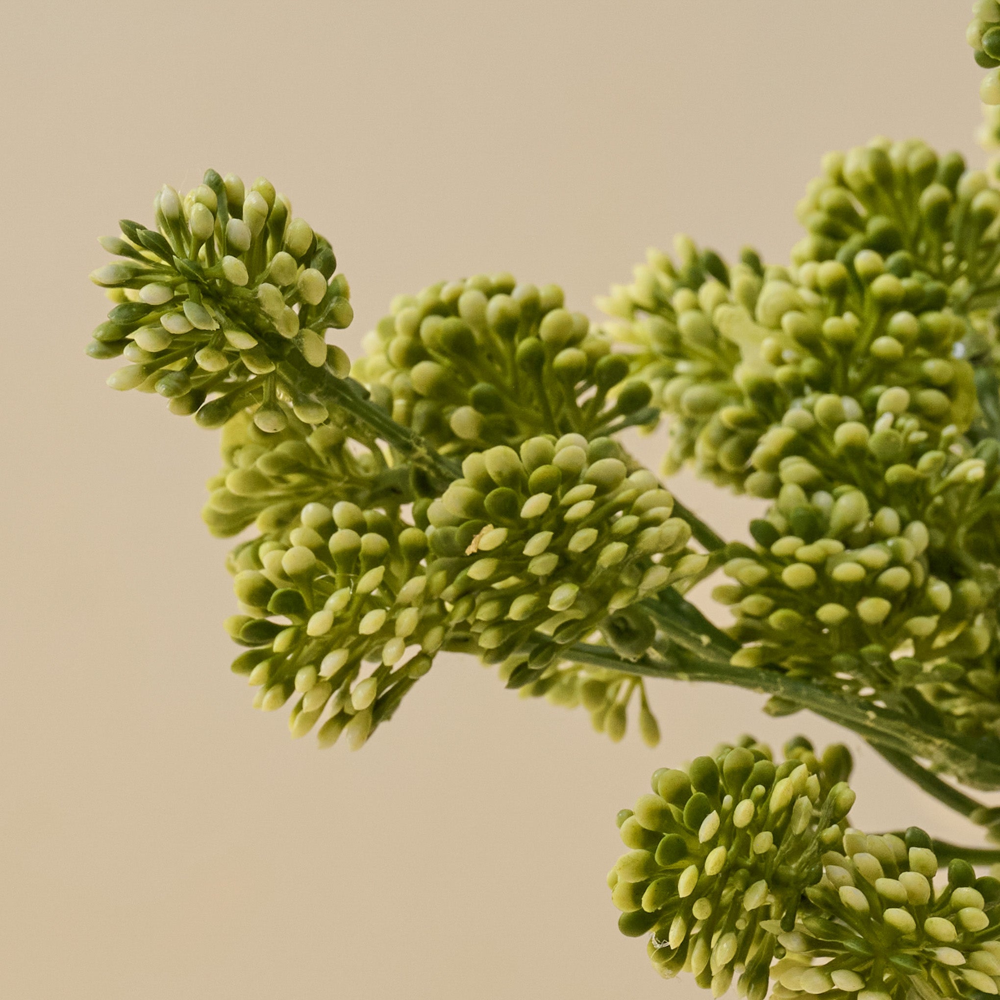Sedum Bundle up close
