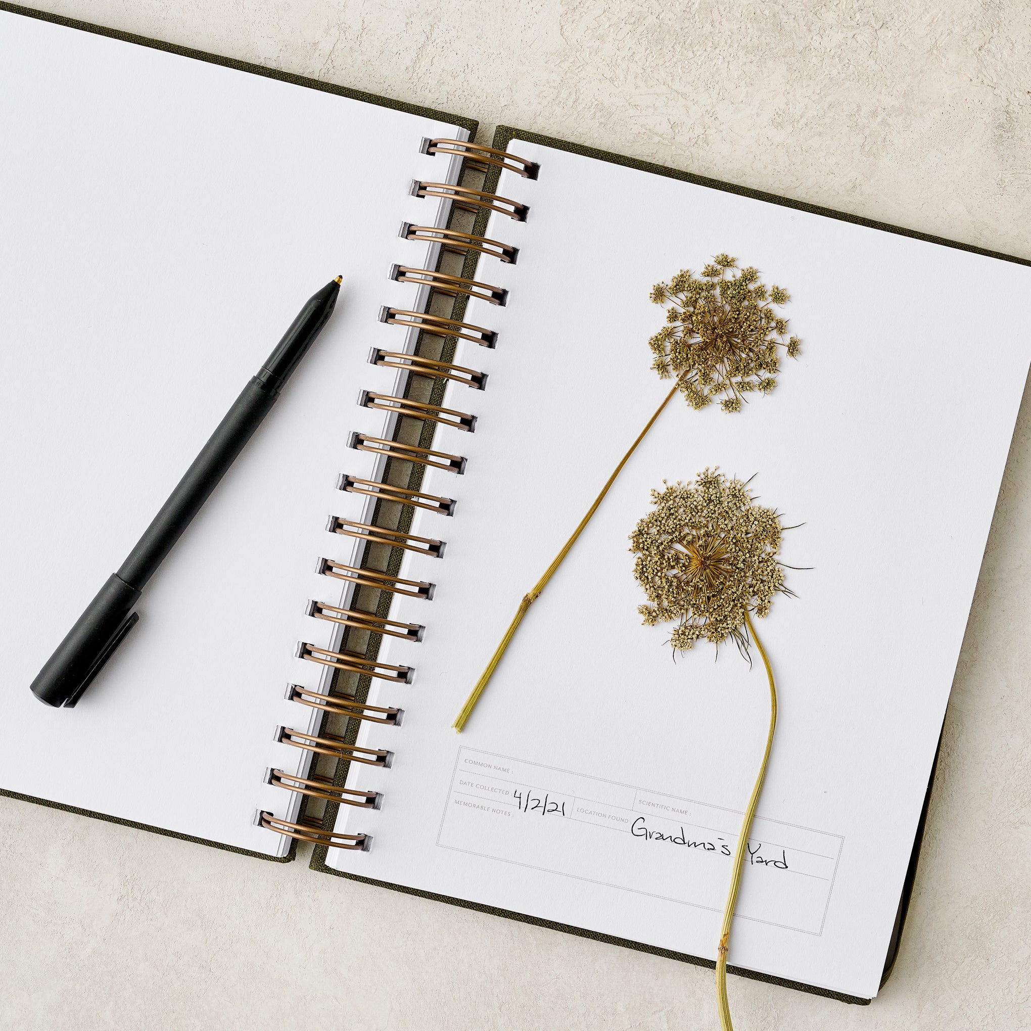 Herbarium Journal open to a page with dried flowers