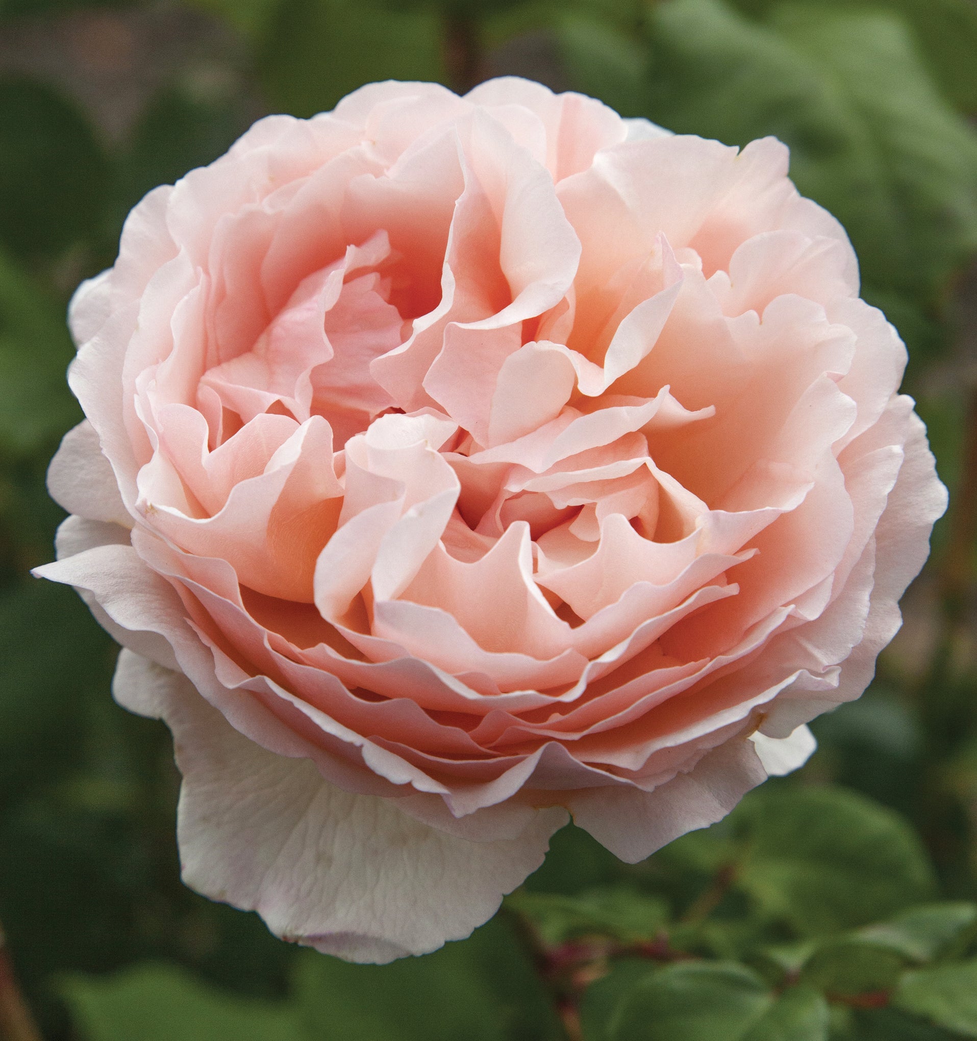 Princesse Charlene de Monaco Rose Bush