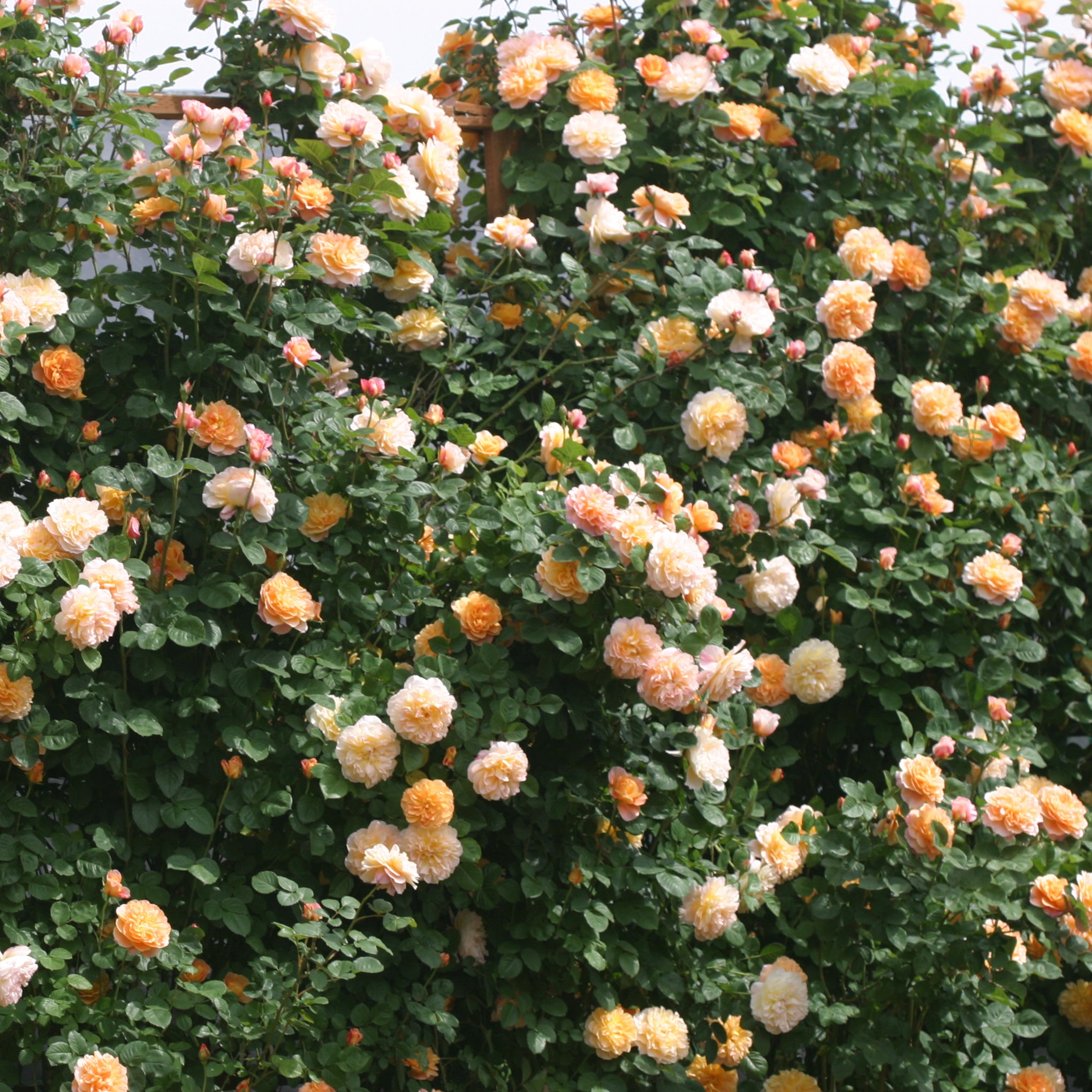The Impressionist Rose Bush