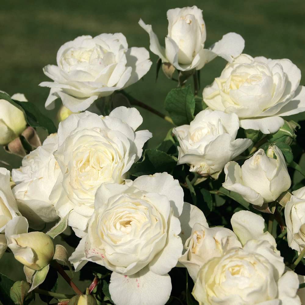 Luna Love™ Rose Bush