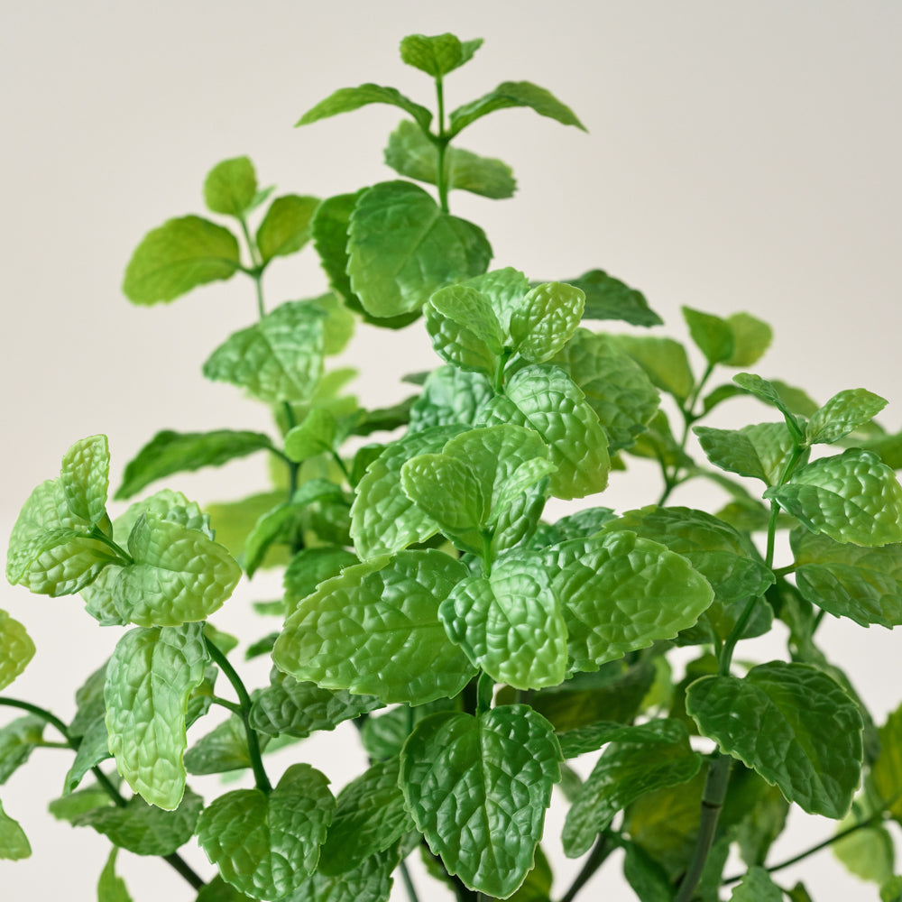 Potted Mint up close