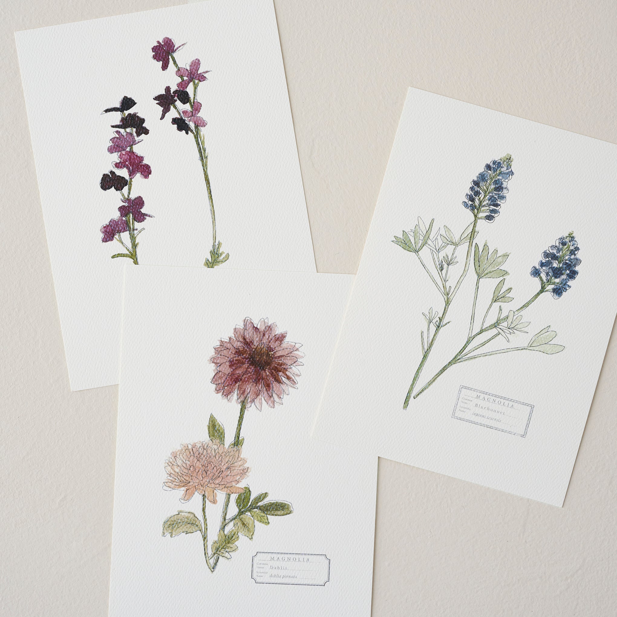Magnoliass Garden Card Set