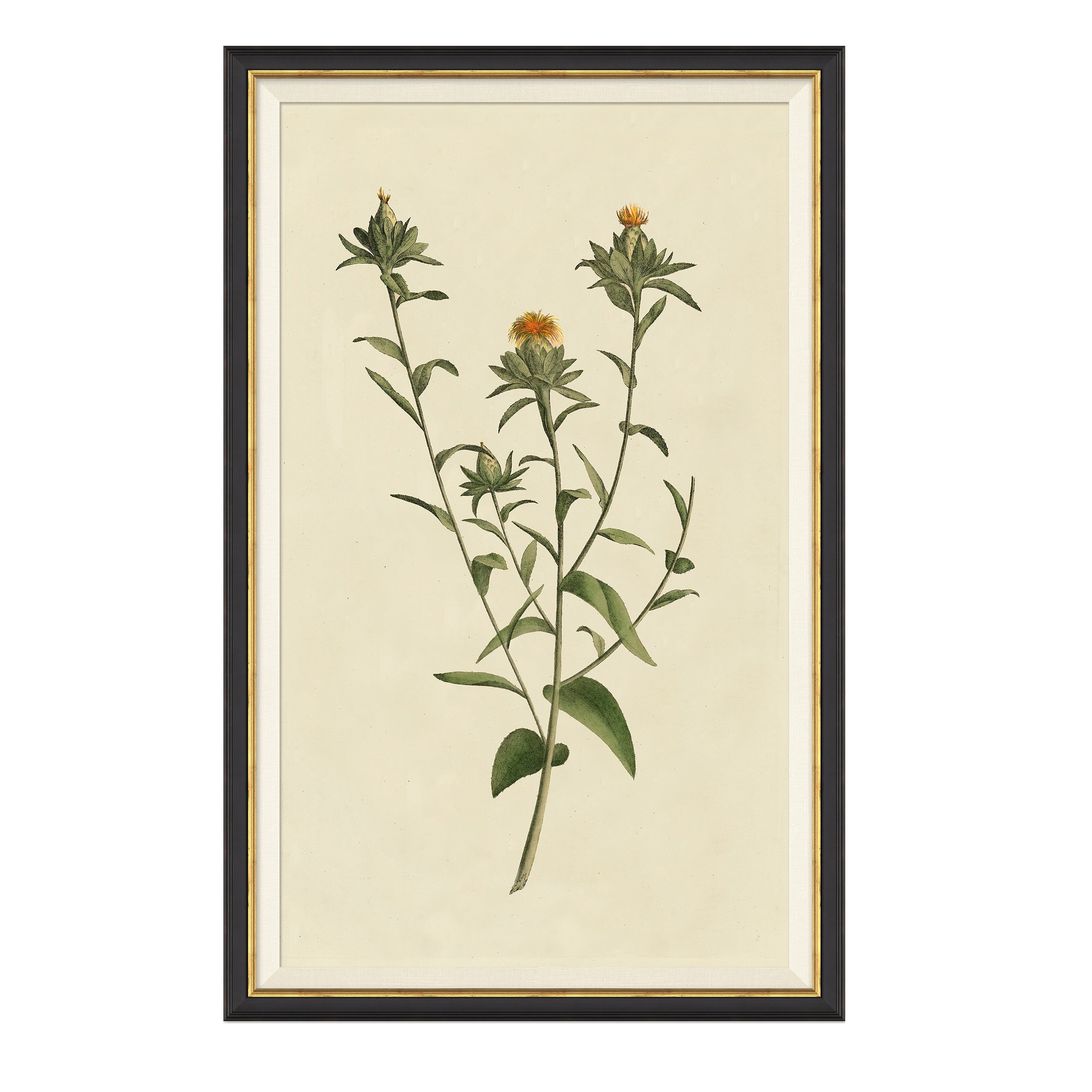 Framed wall art called Vintage Botanical Study I