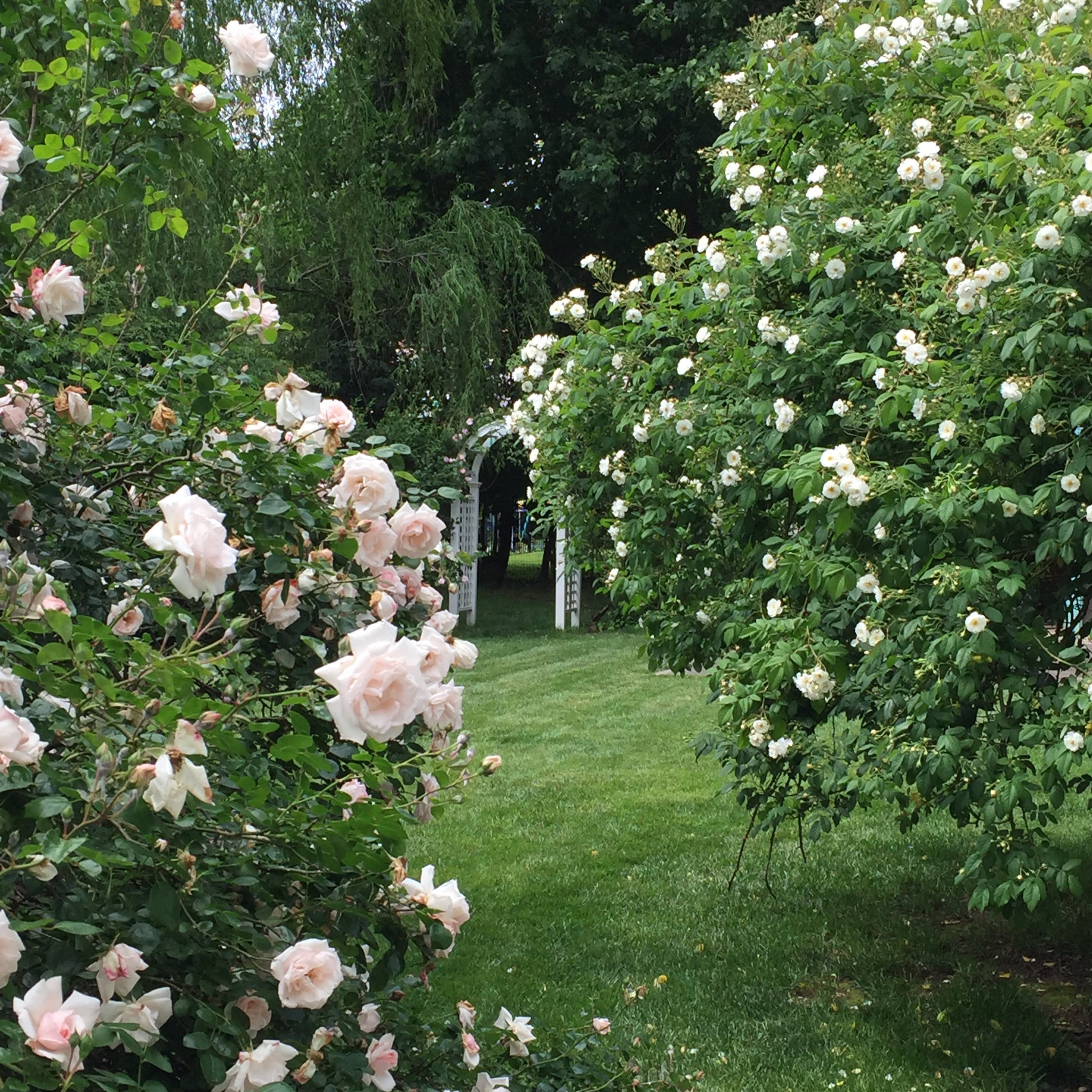 The New Dawn Rose Bush