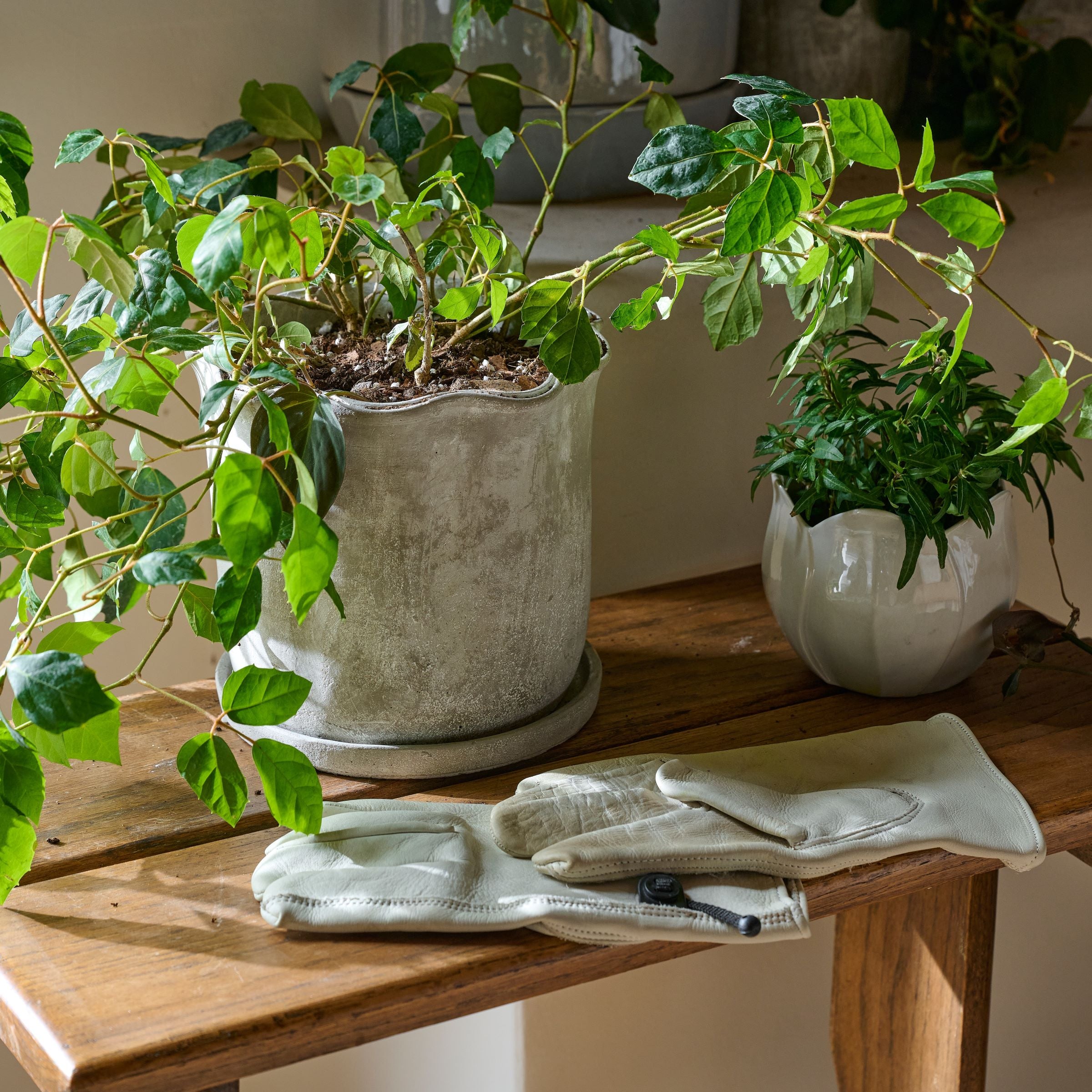 Alice Scalloped Cement Planter on an antique bench in a shed with a trailing plant