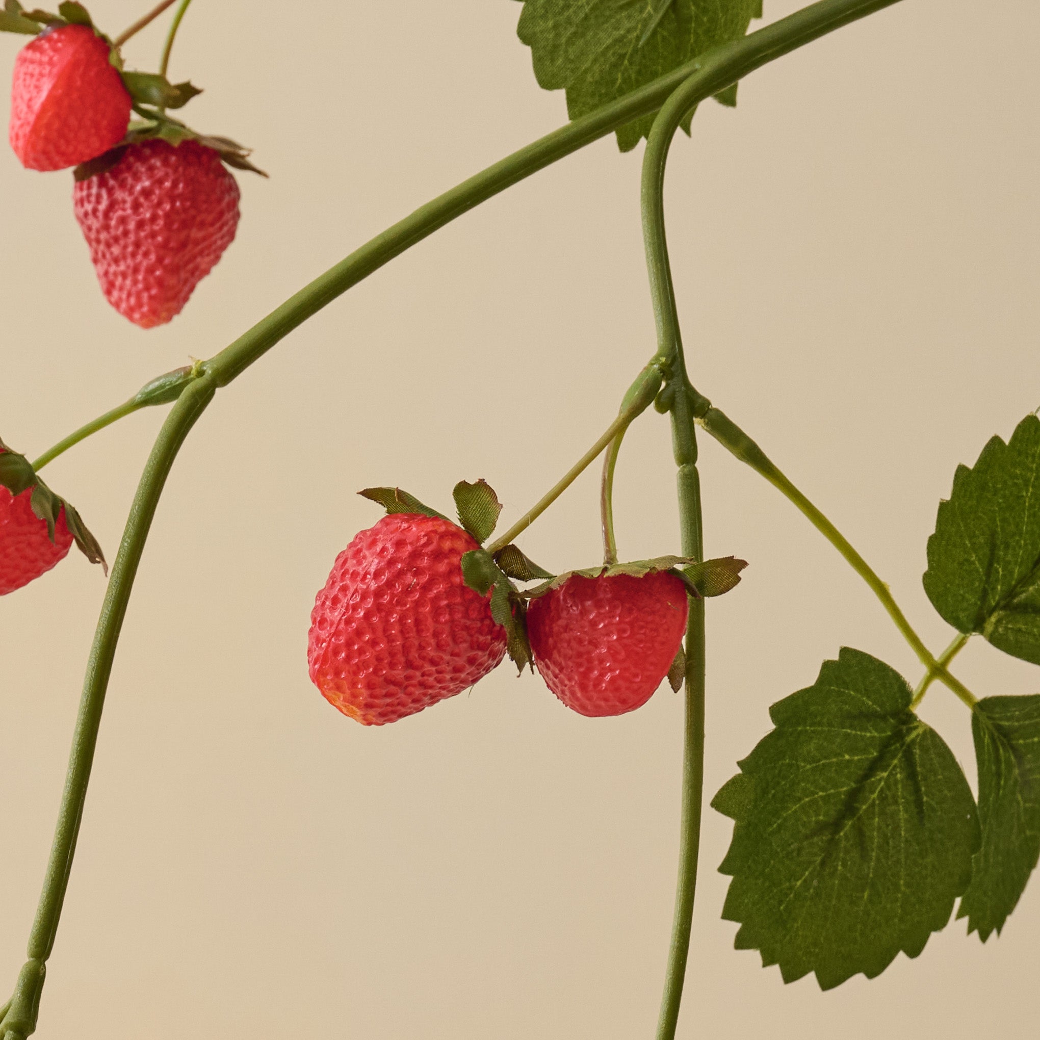 Strawberry Vine close up