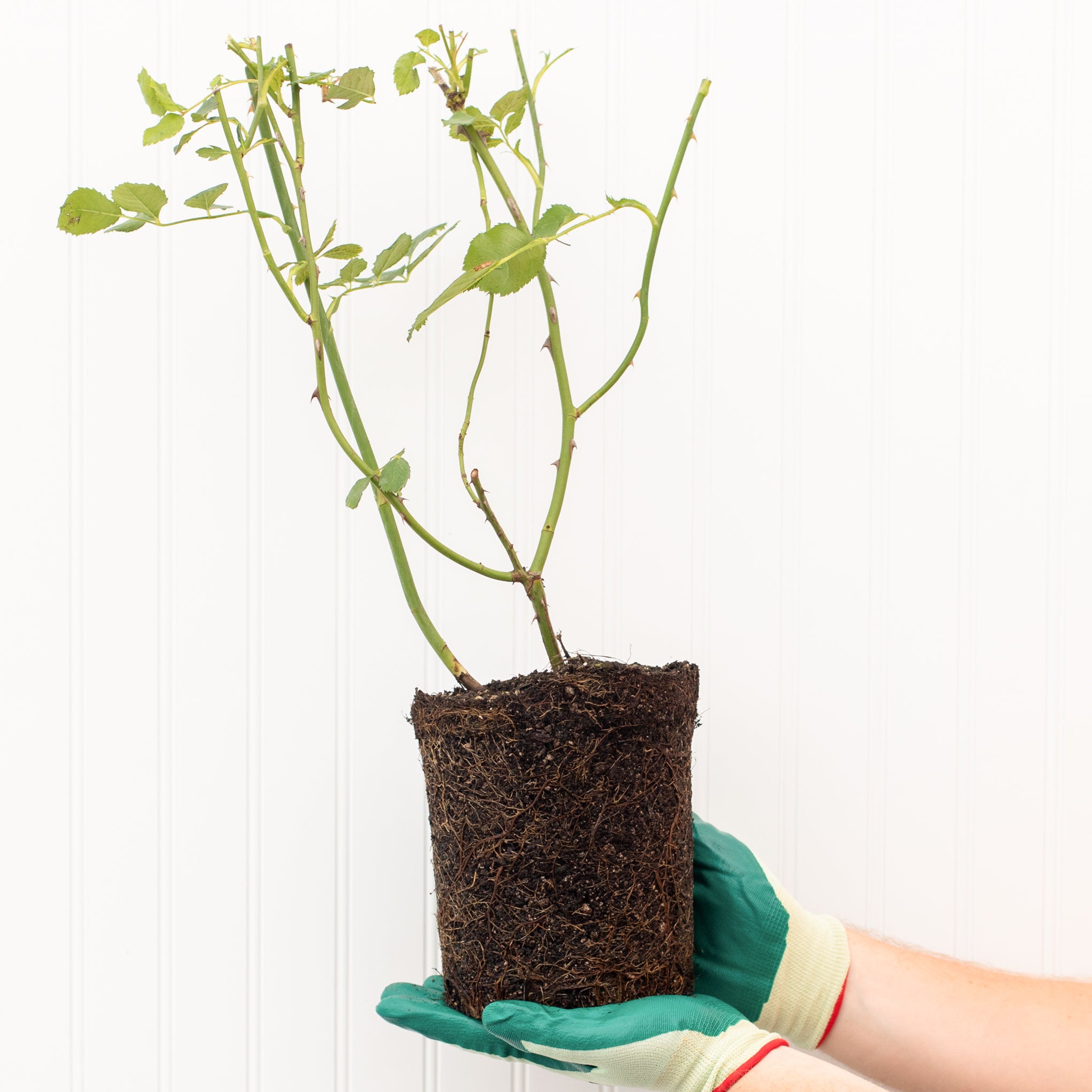 Princesse Charlene de Monaco Rose Bush out of packaging