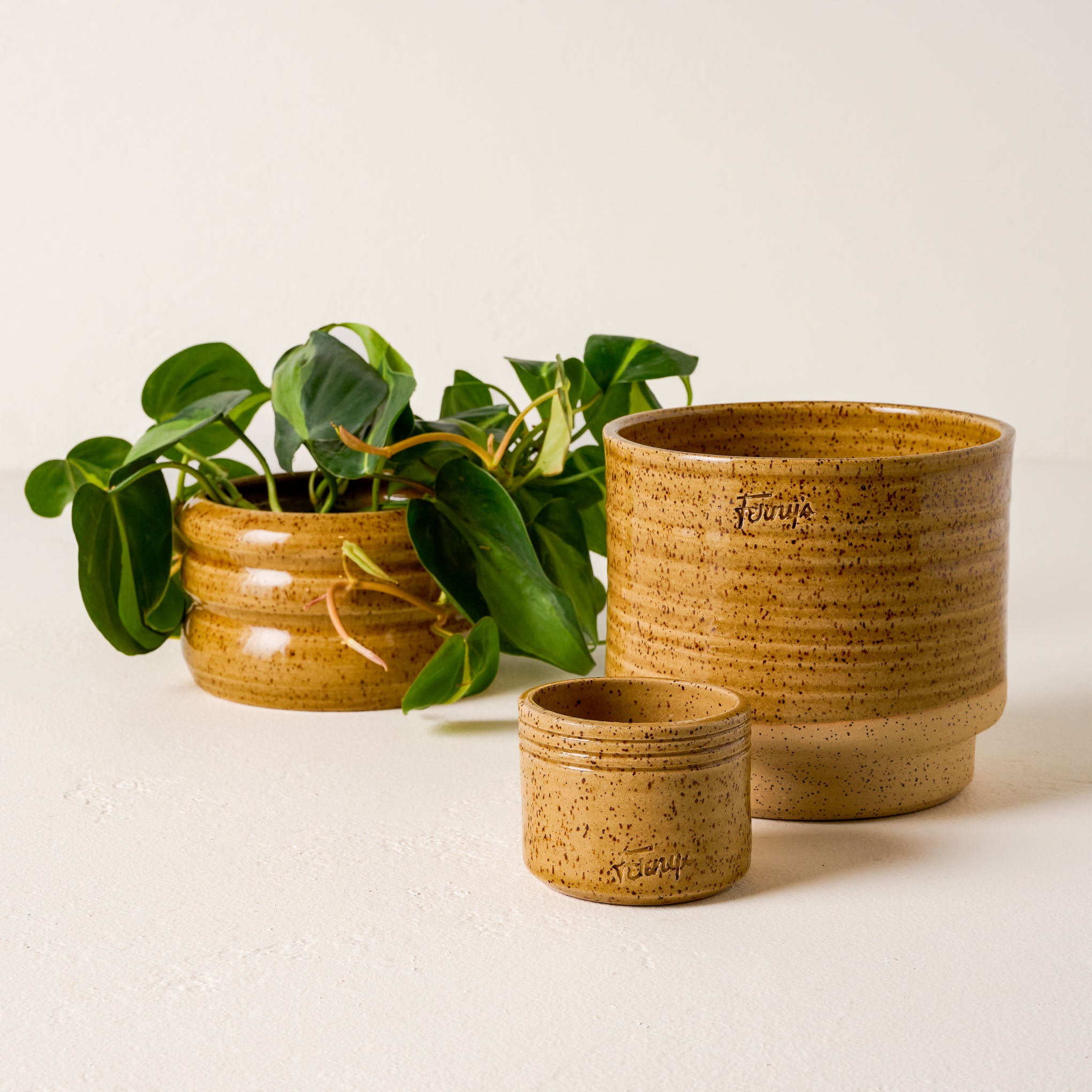 Black Oak Ferny's Small Speckle Planter Mustard with other mustard planters