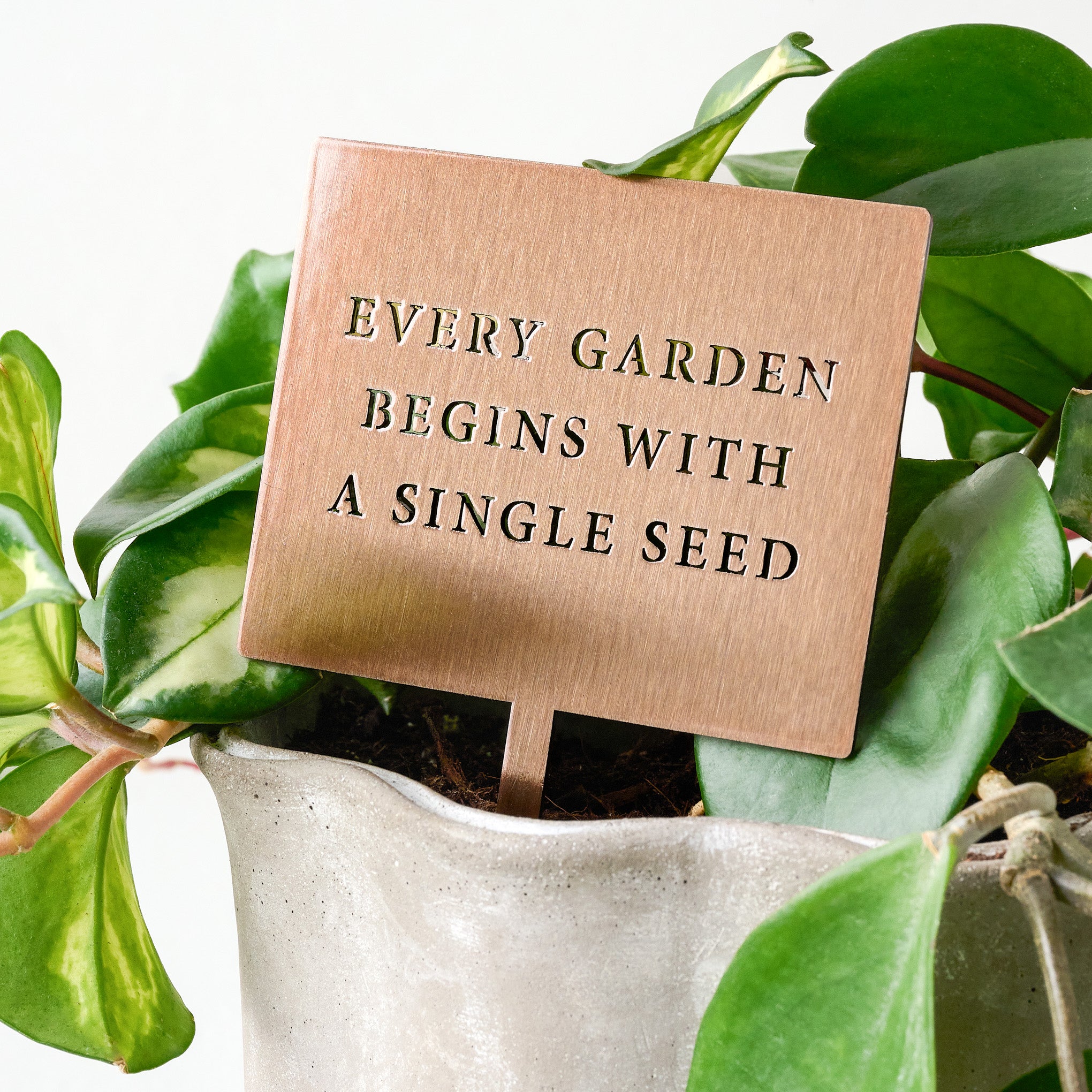 Single Seed Mini Garden Stake shown in plant