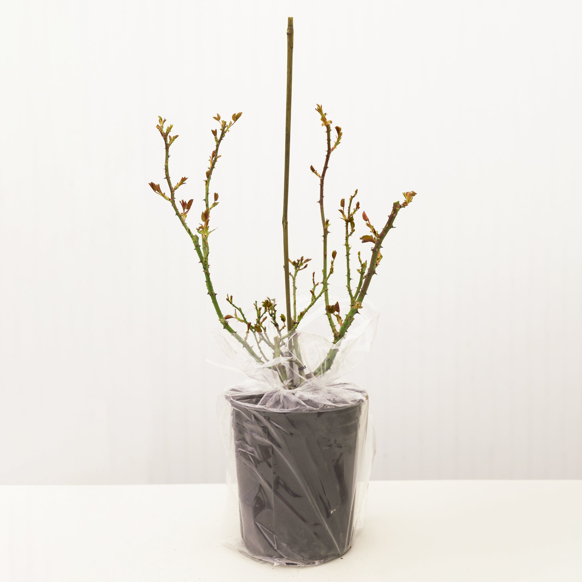 The Impressionist Rose Bush in packaging