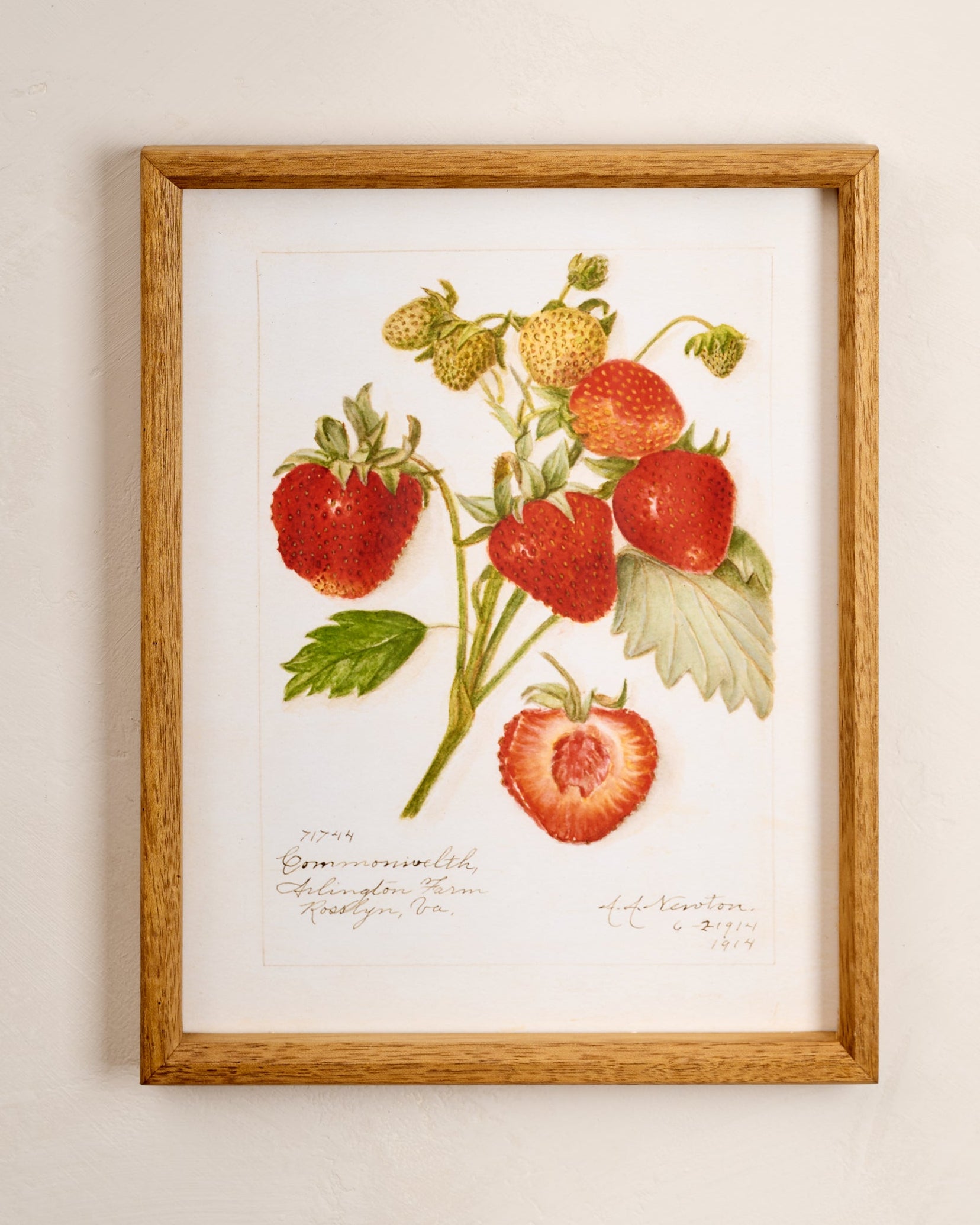 Fresh Strawberry Botanical Framed Print