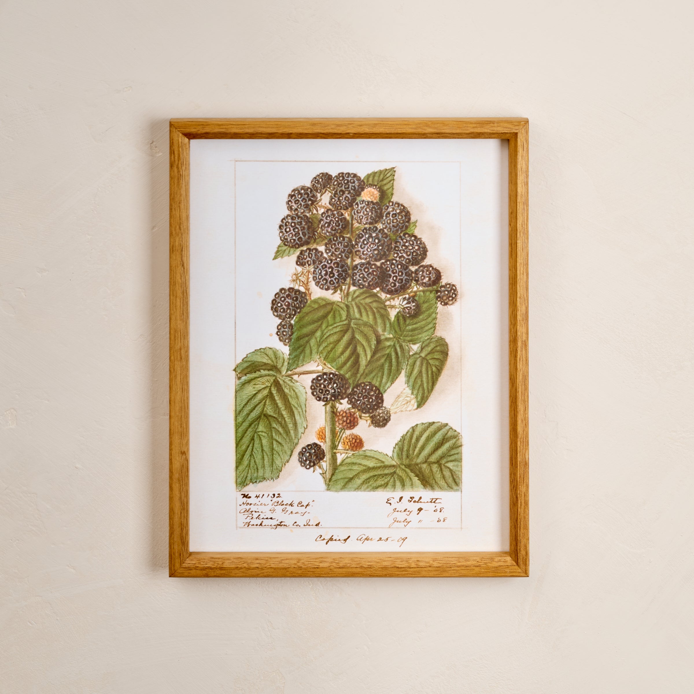Fresh Blackberry Botanical Framed Print