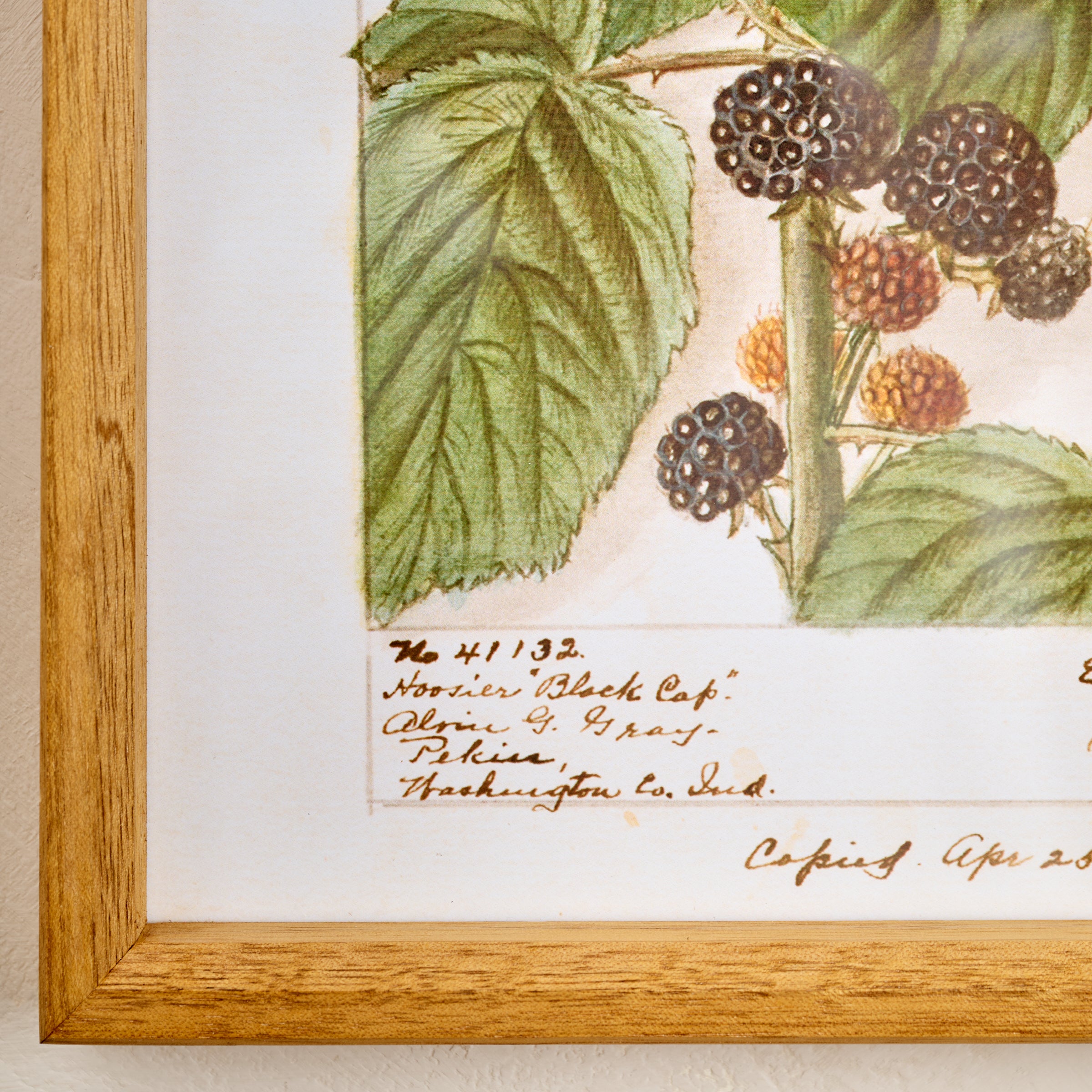 Fresh Blackberry Botanical Framed Print corner up close