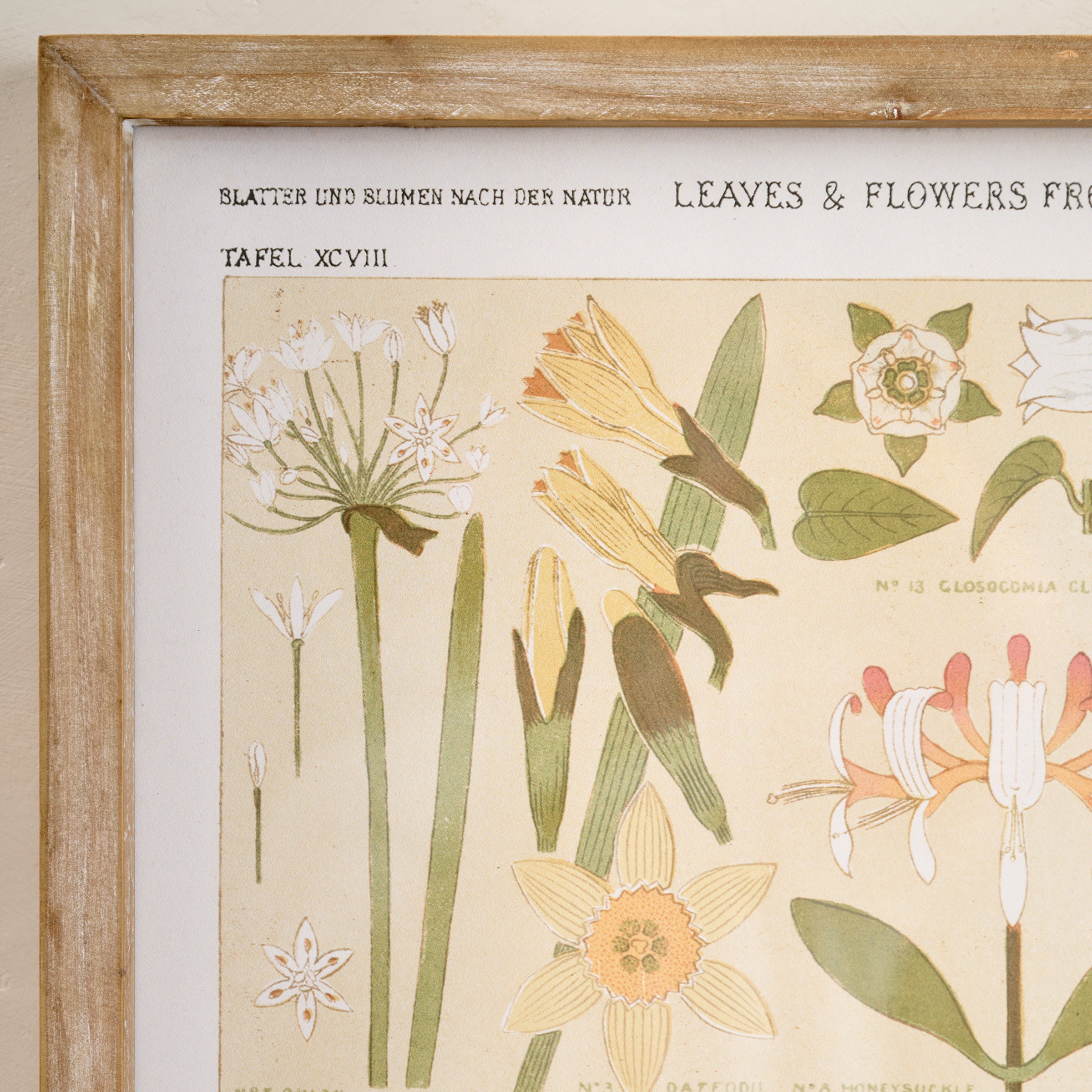 Antique Botanical Study II Framed Art up close