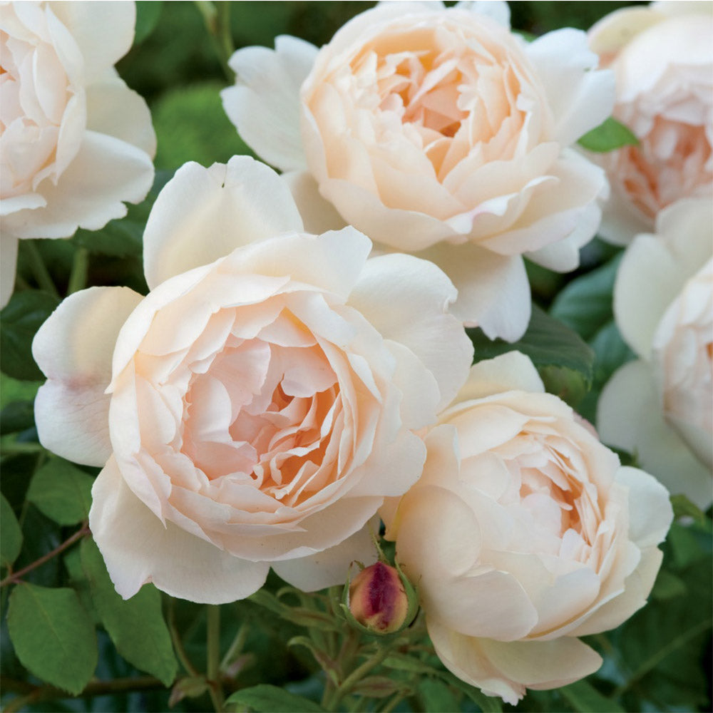 Wollerton Old Hall™ Rose Bush