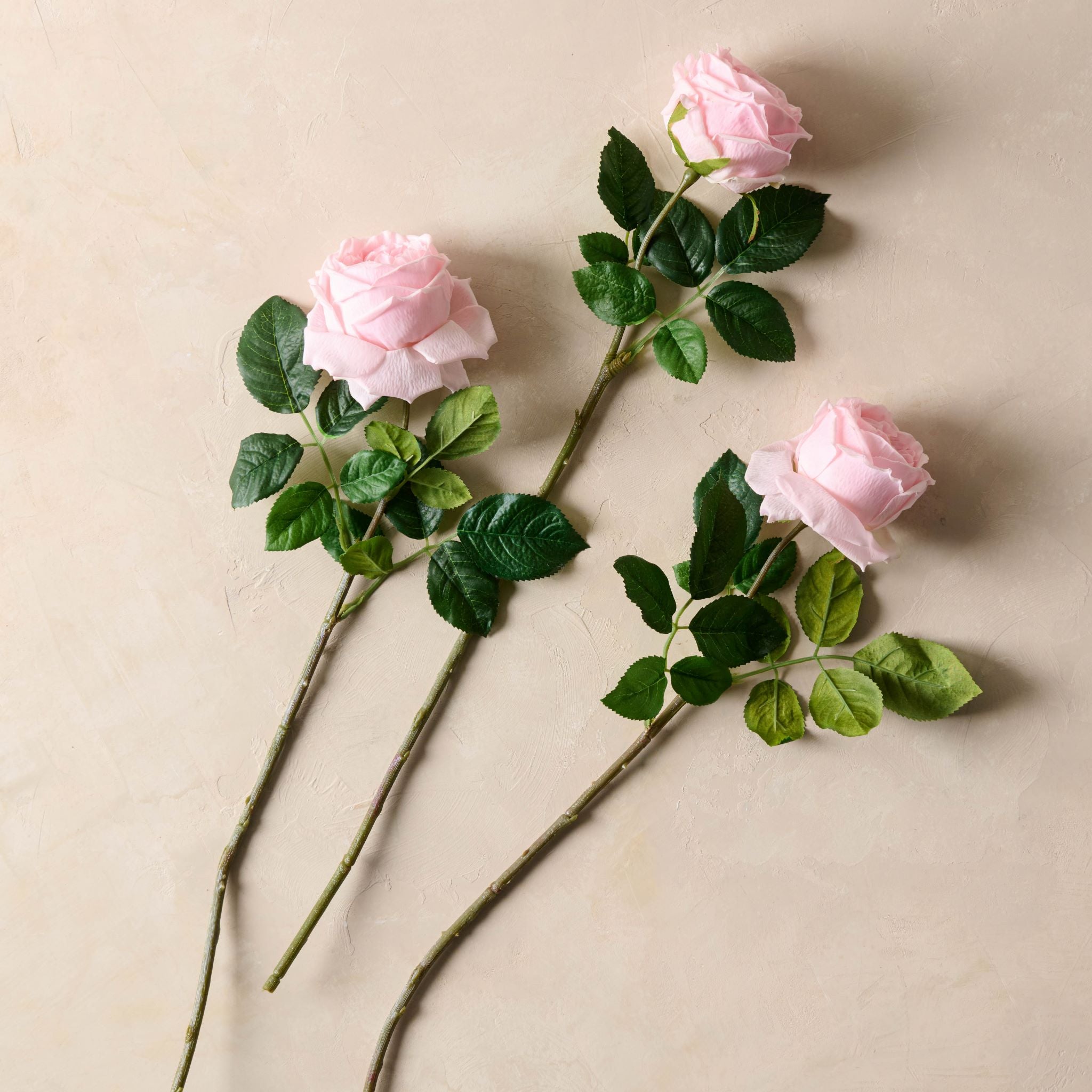 Austin Rose Stem
