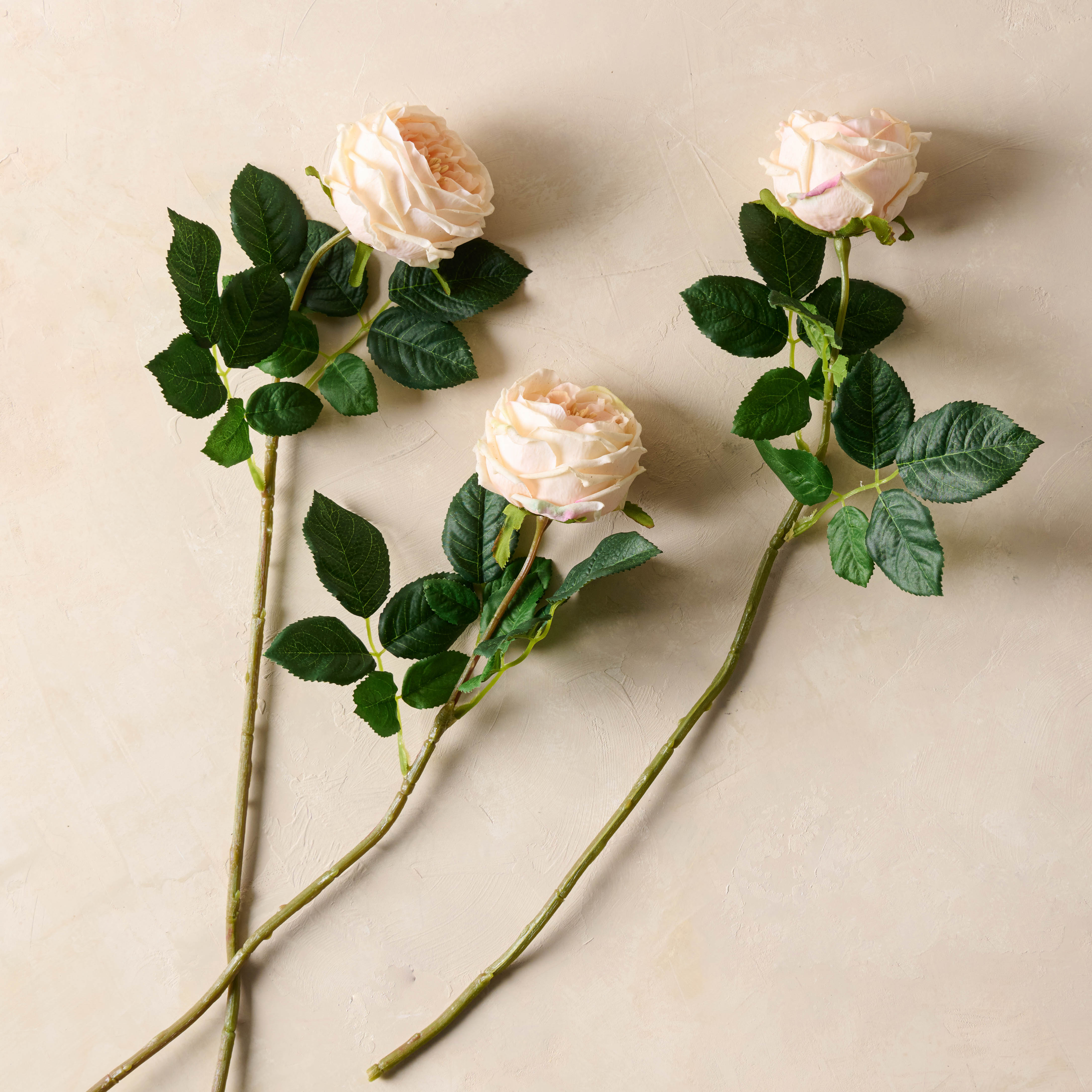 Austin Rose Stem
