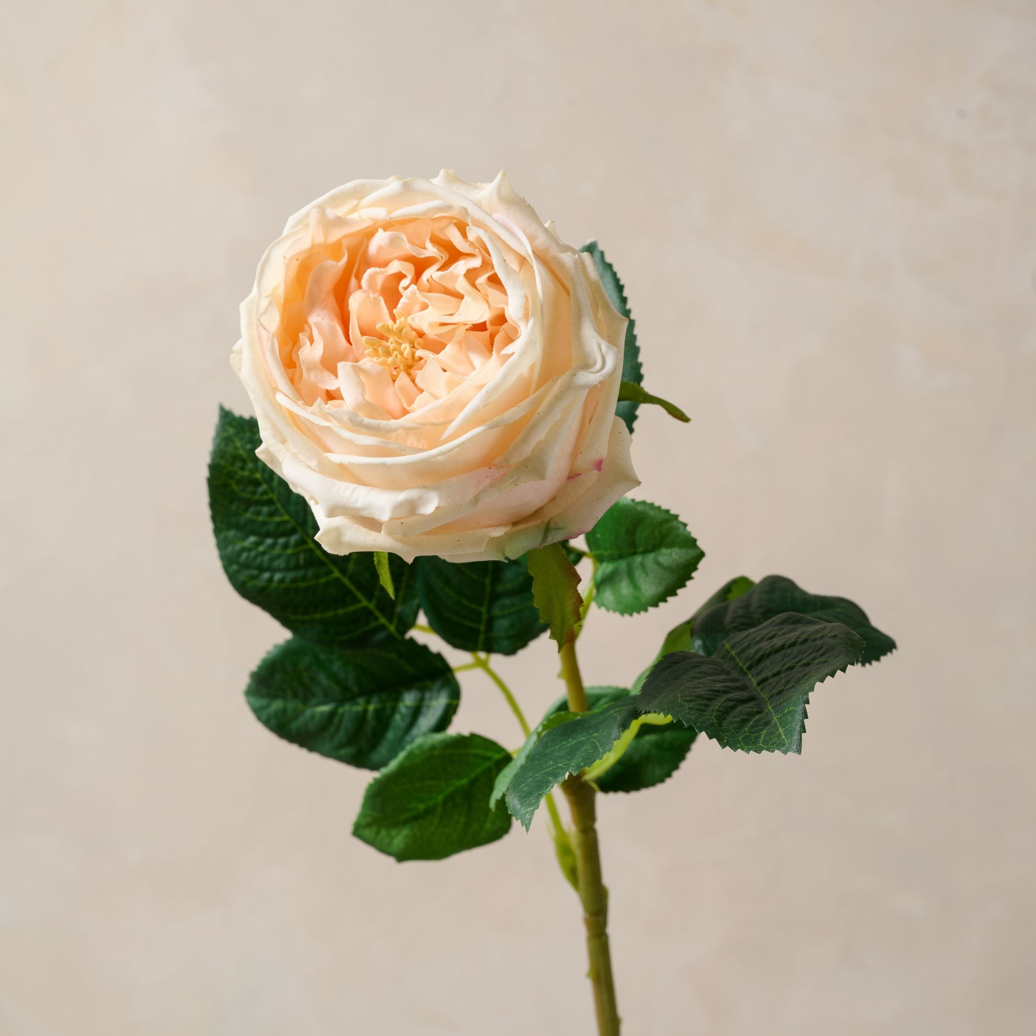 Austin Rose Stem