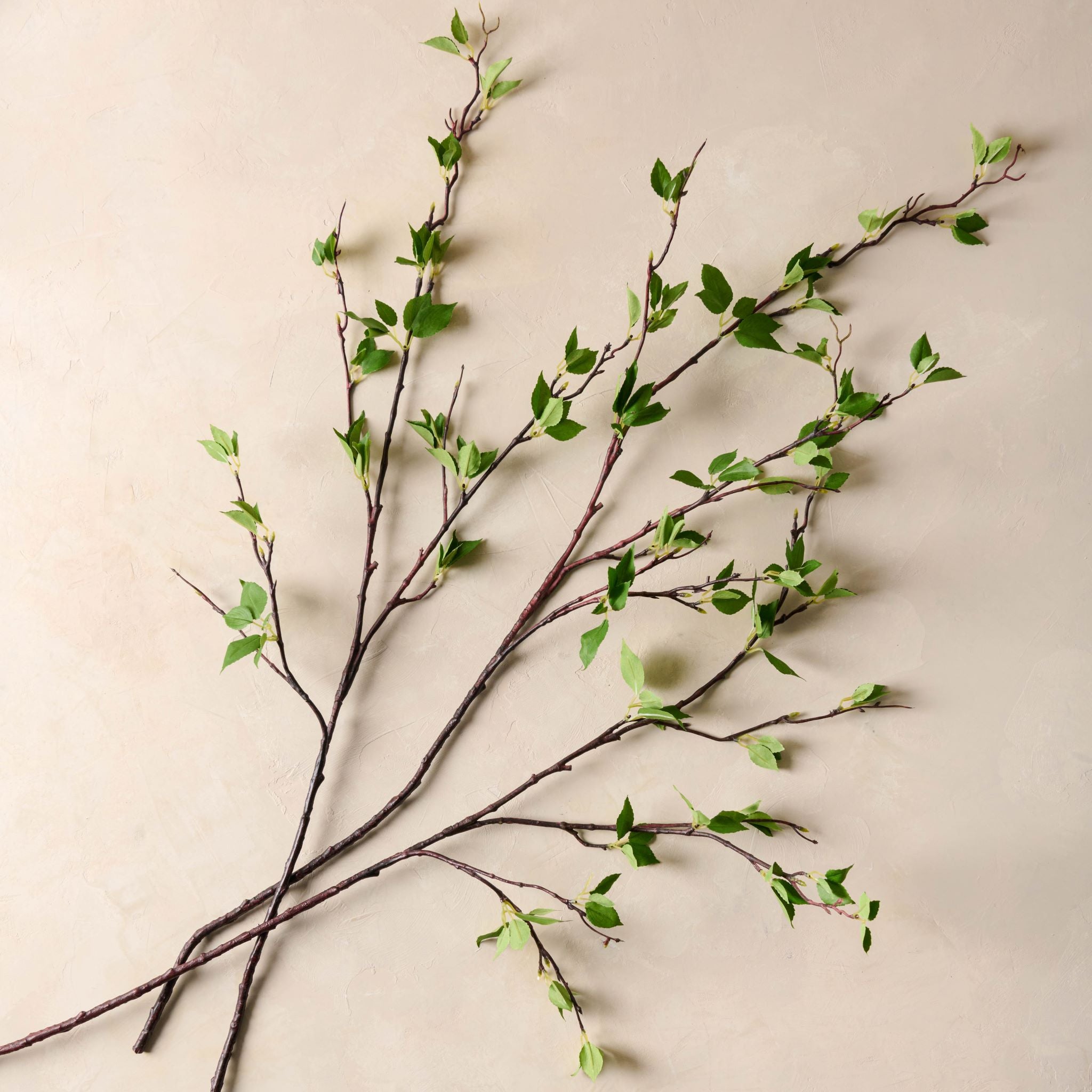 Magnoliass Green Leaf Branch