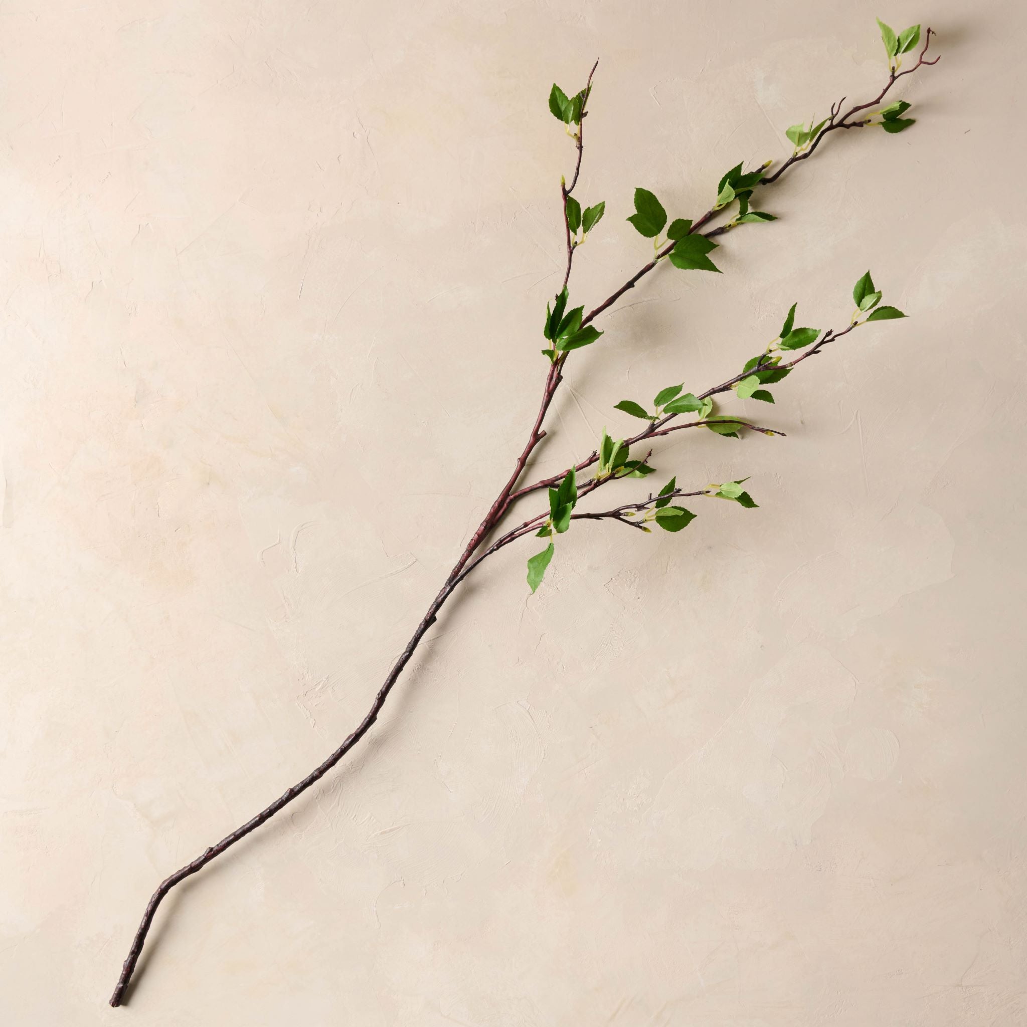Magnoliass Green Leaf Branch