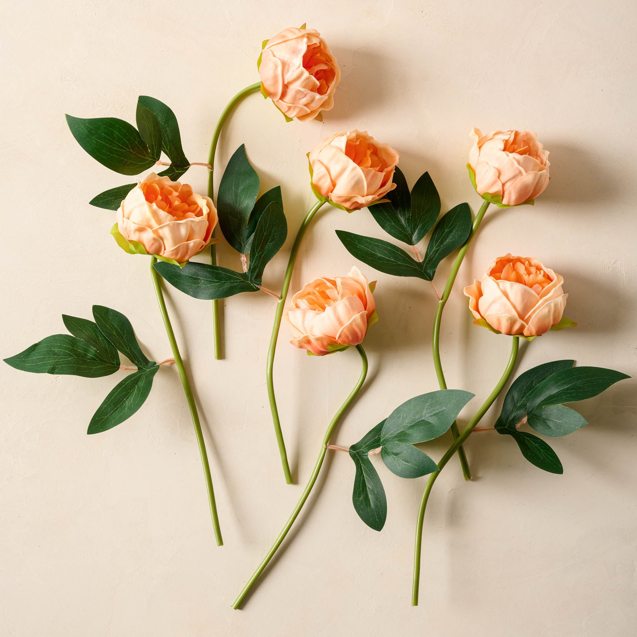 Peony Bundle in peach, stems separated