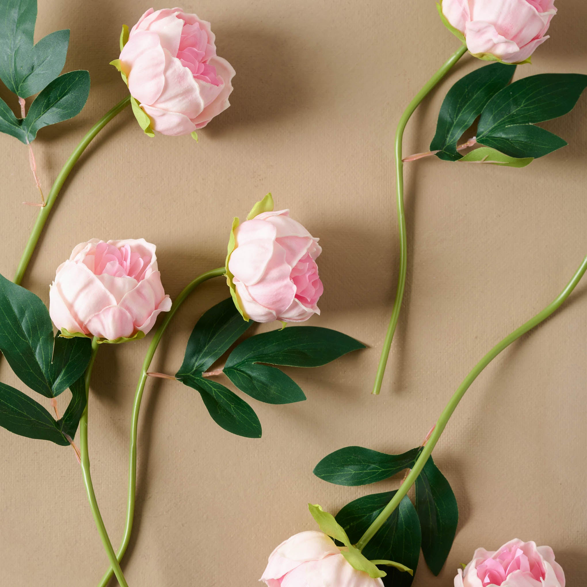 close up of Peony Bundle in pink, stems separated