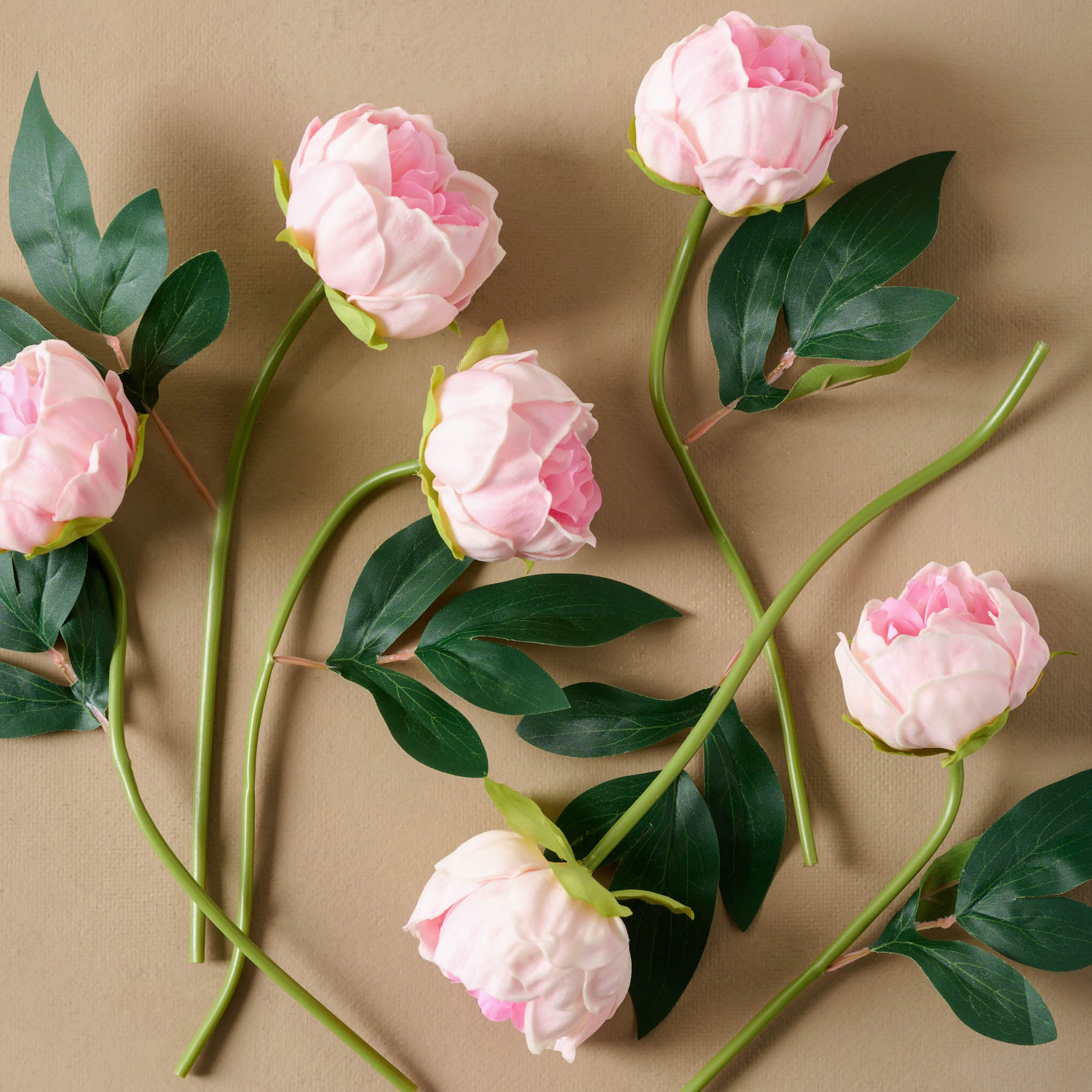 Peony Bundle in pink, stems separated