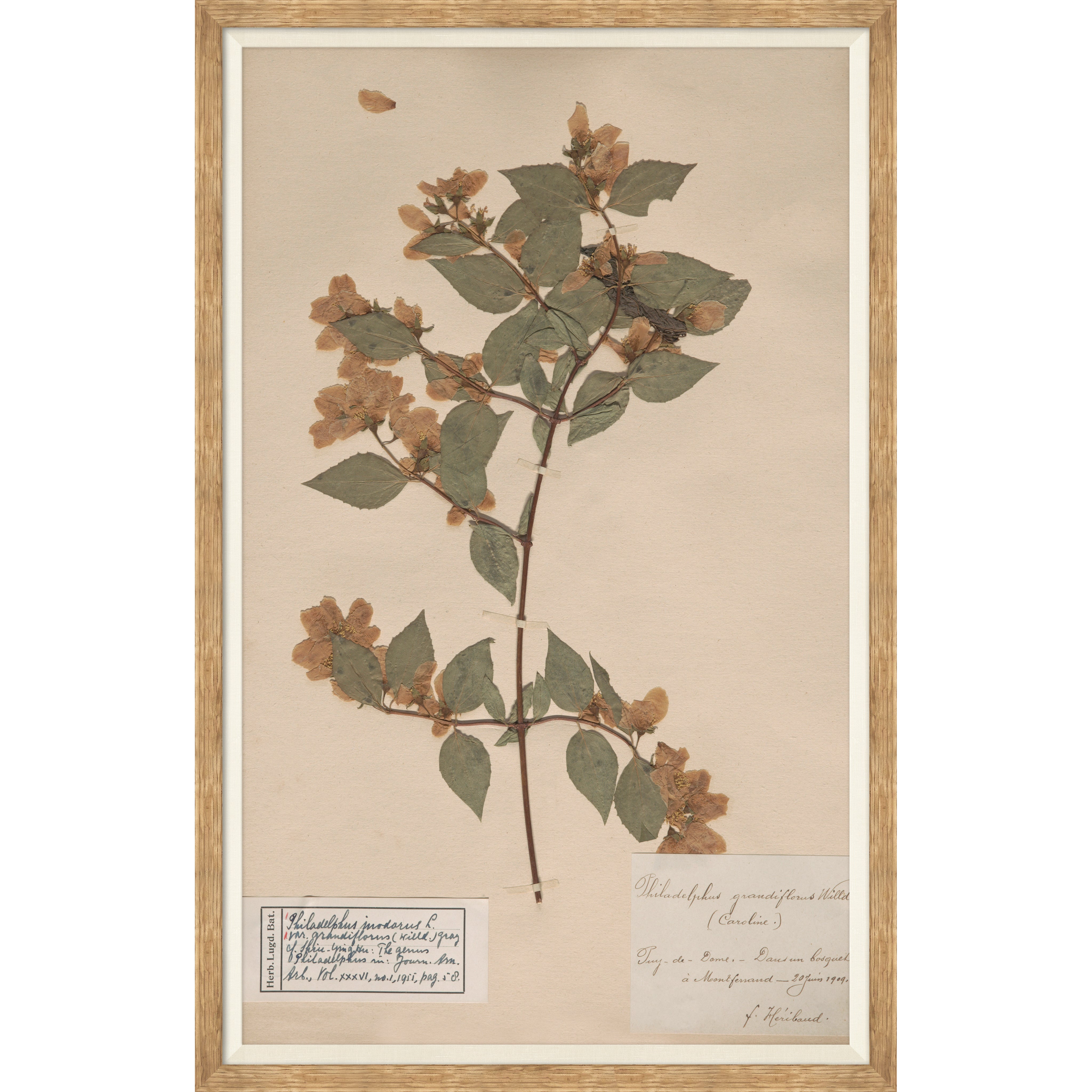 herbarium specimen botanical wall art for Magnoliass