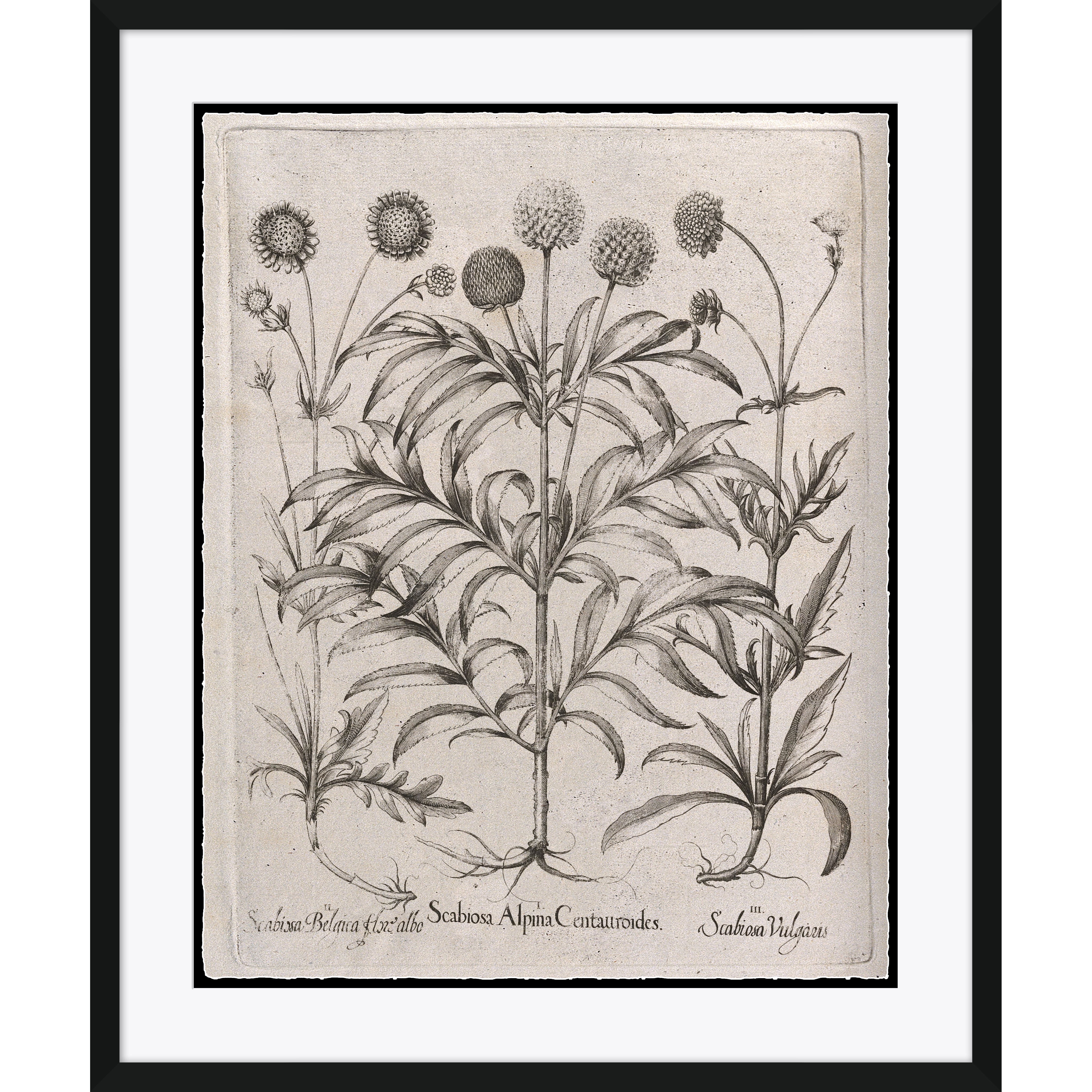scabiosa alpina centauroides botanical sketch wall art for Magnoliass