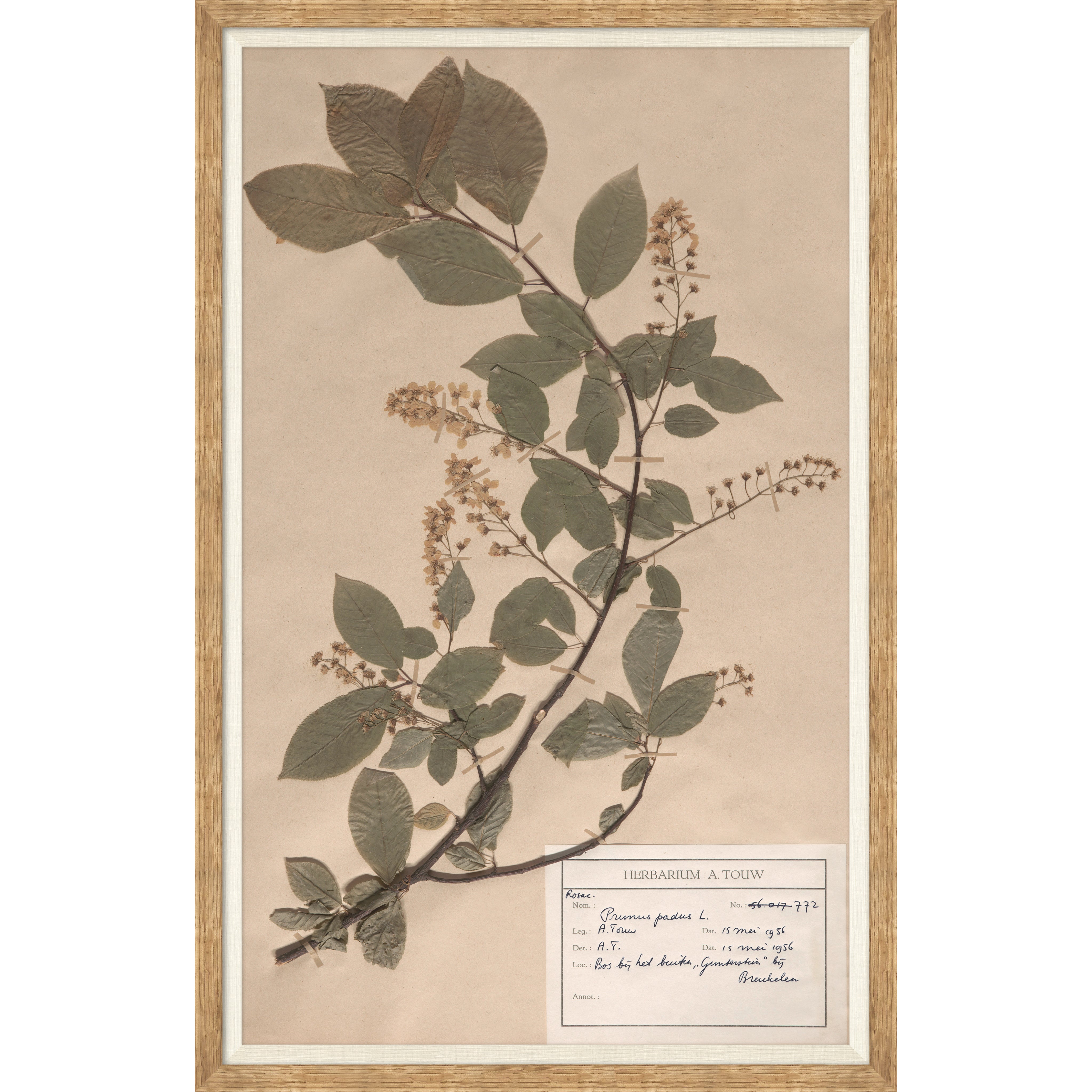 herbarium specimen botanical wall art for Magnoliass