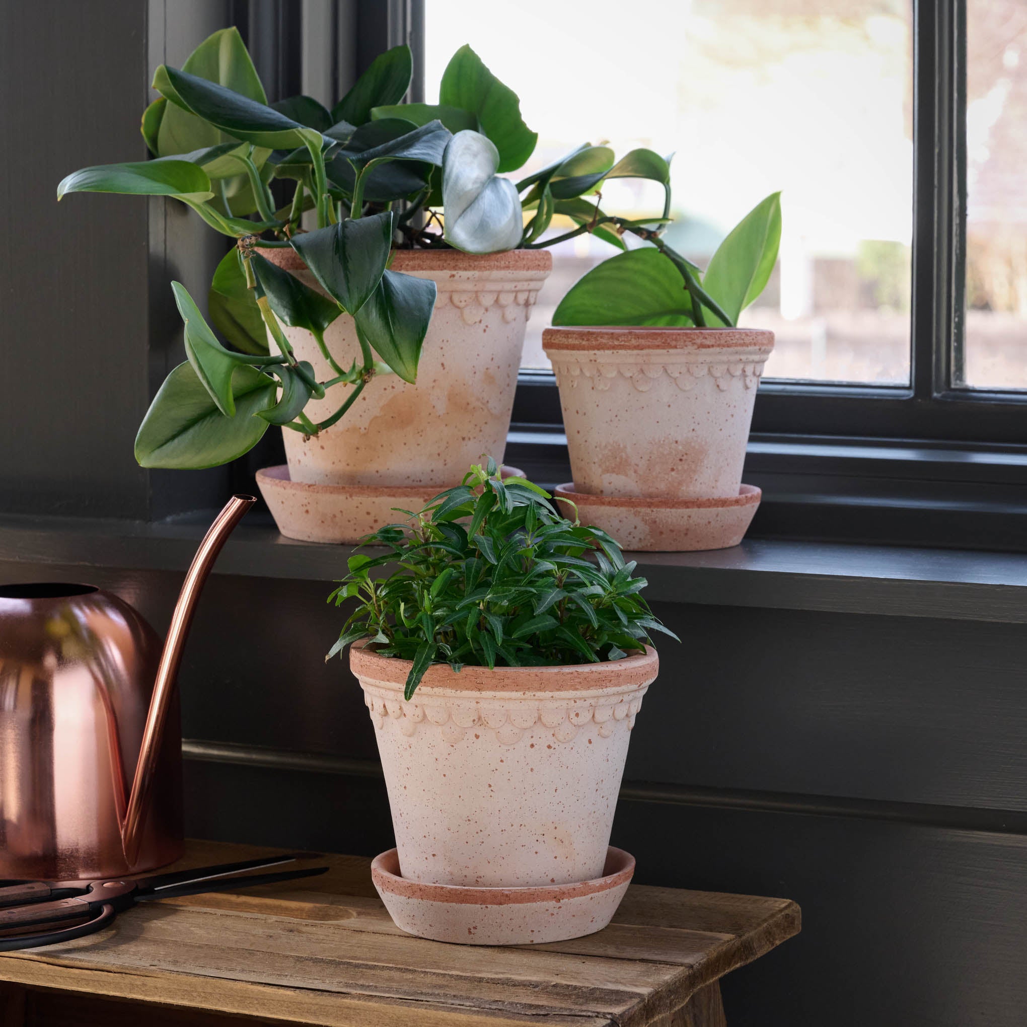 Terracotta Bergs Pot in small medium and large with plants inside in the Magnoliass castle conservatory